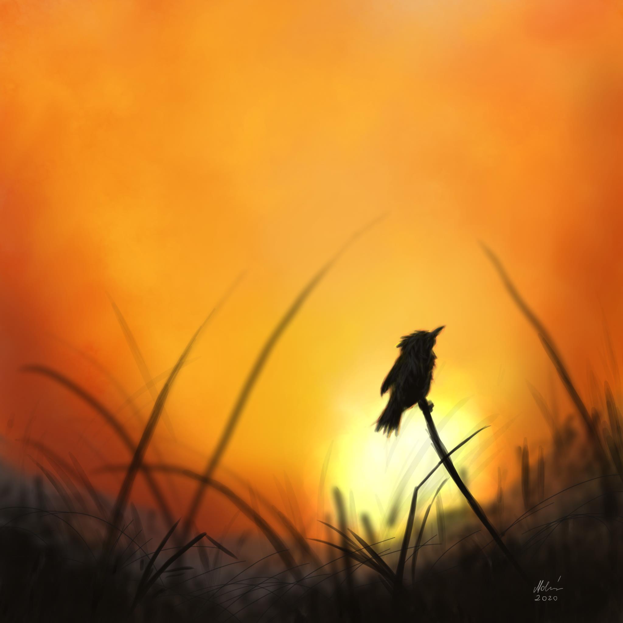 List 99+ Pictures Why Do Birds Gather At Dusk Full HD, 2k, 4k