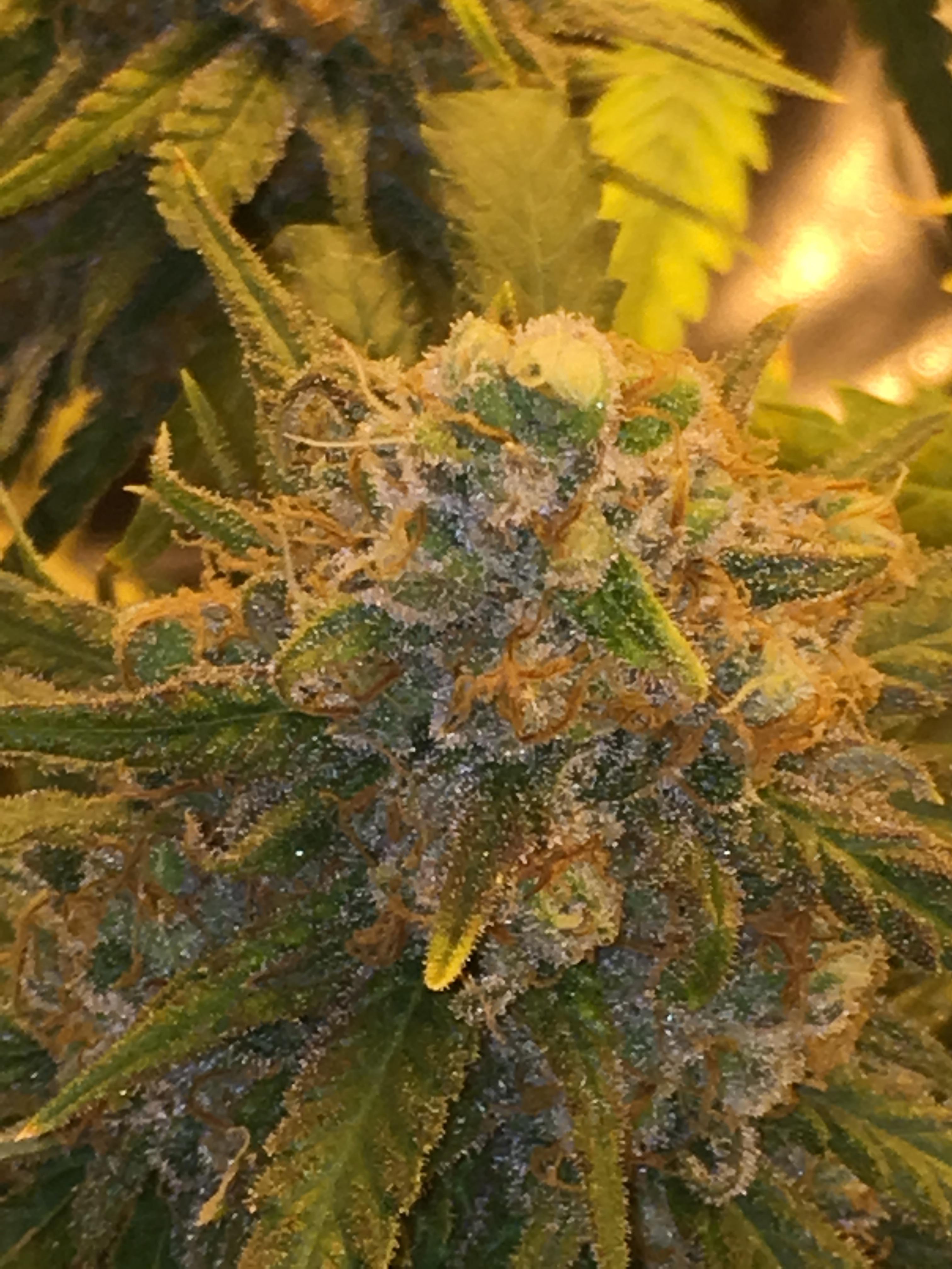 Green Poison right before I harvested r/OKmarijuana