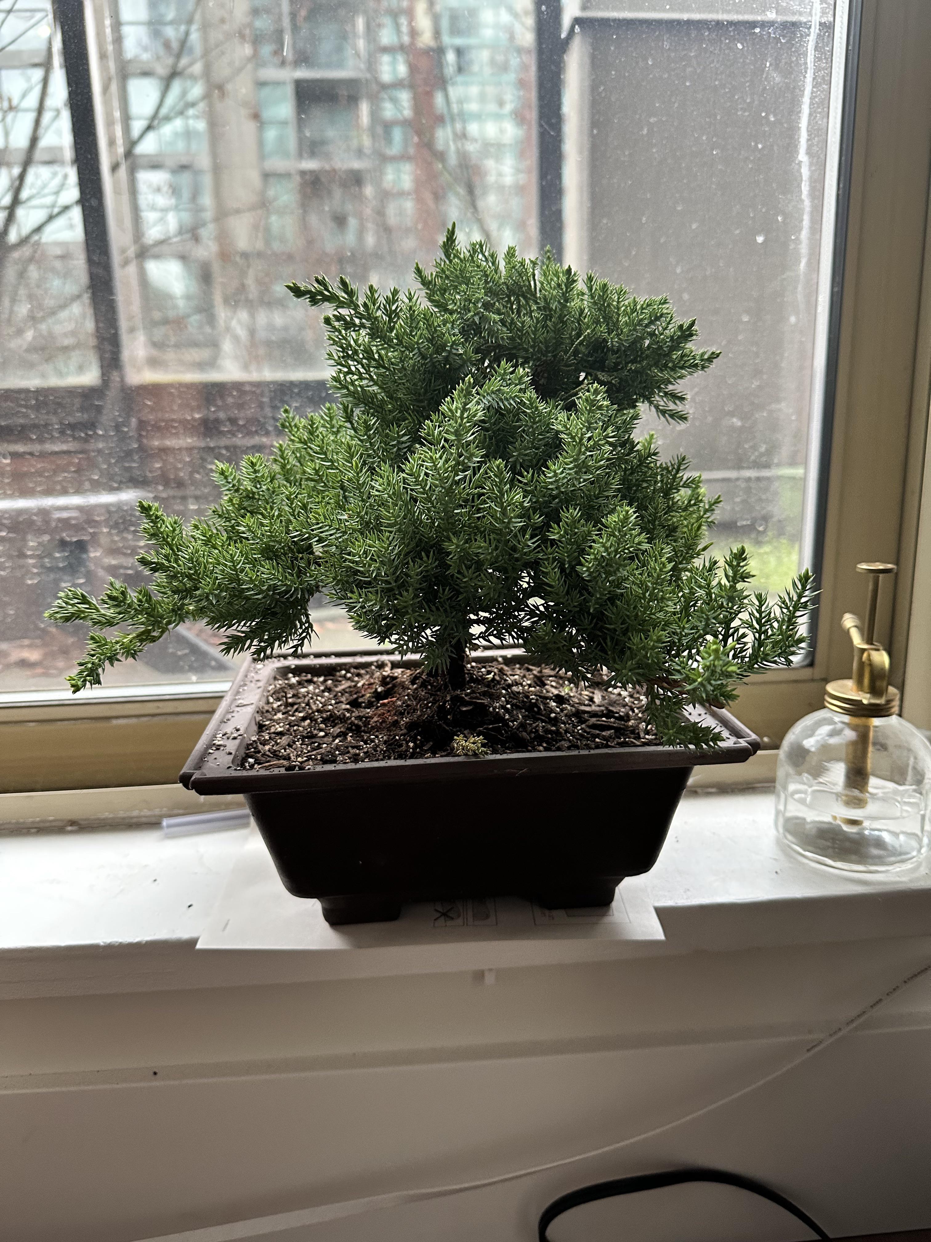 Just picked up my first bonsai on sale! I’m excited to get started! r