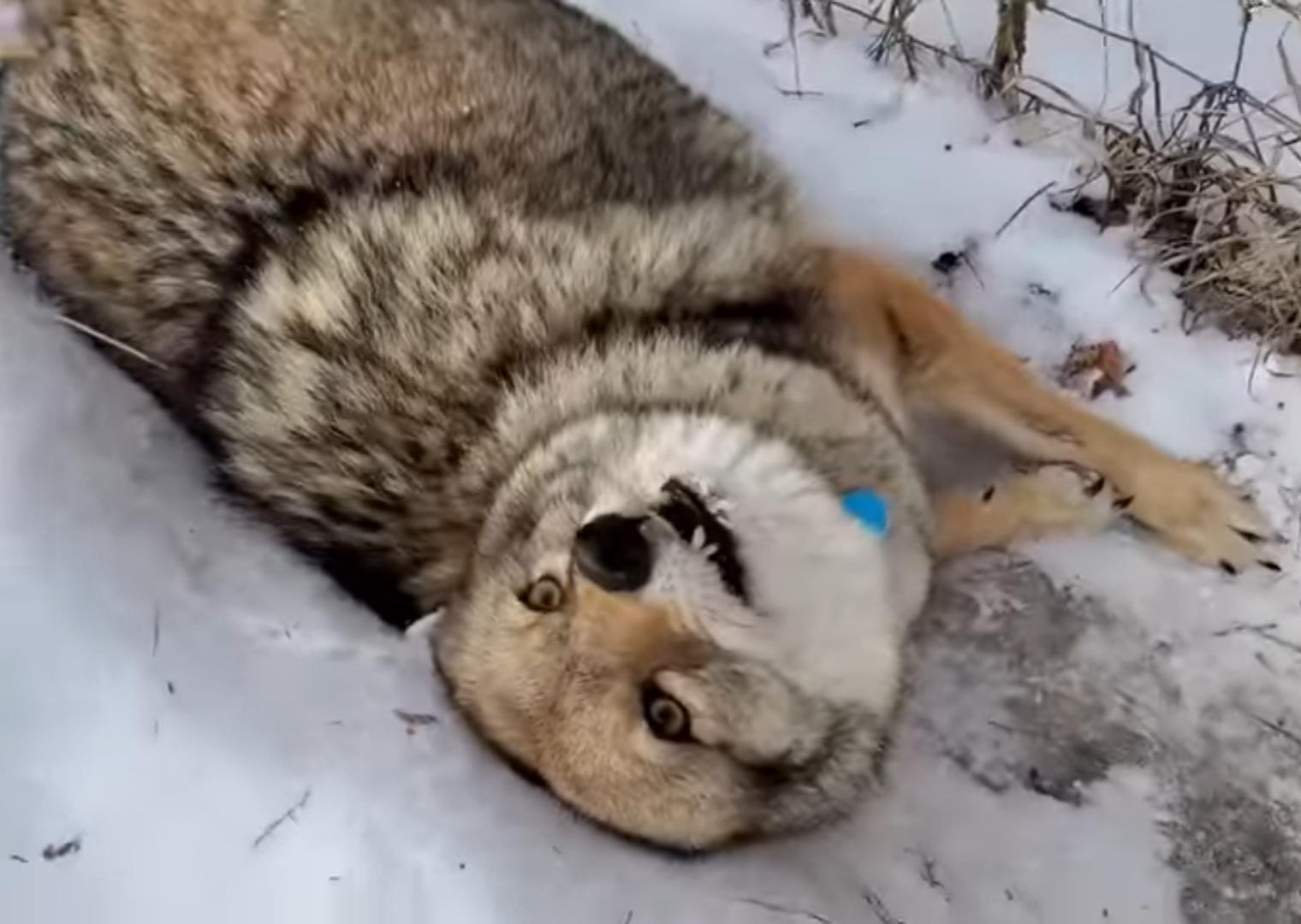 Dakota Coyote. r/AbsoluteUnits