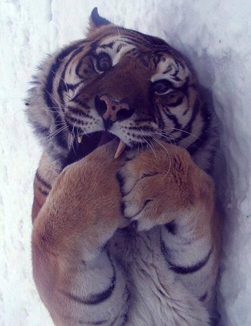 Tigers are still cats! r/aww