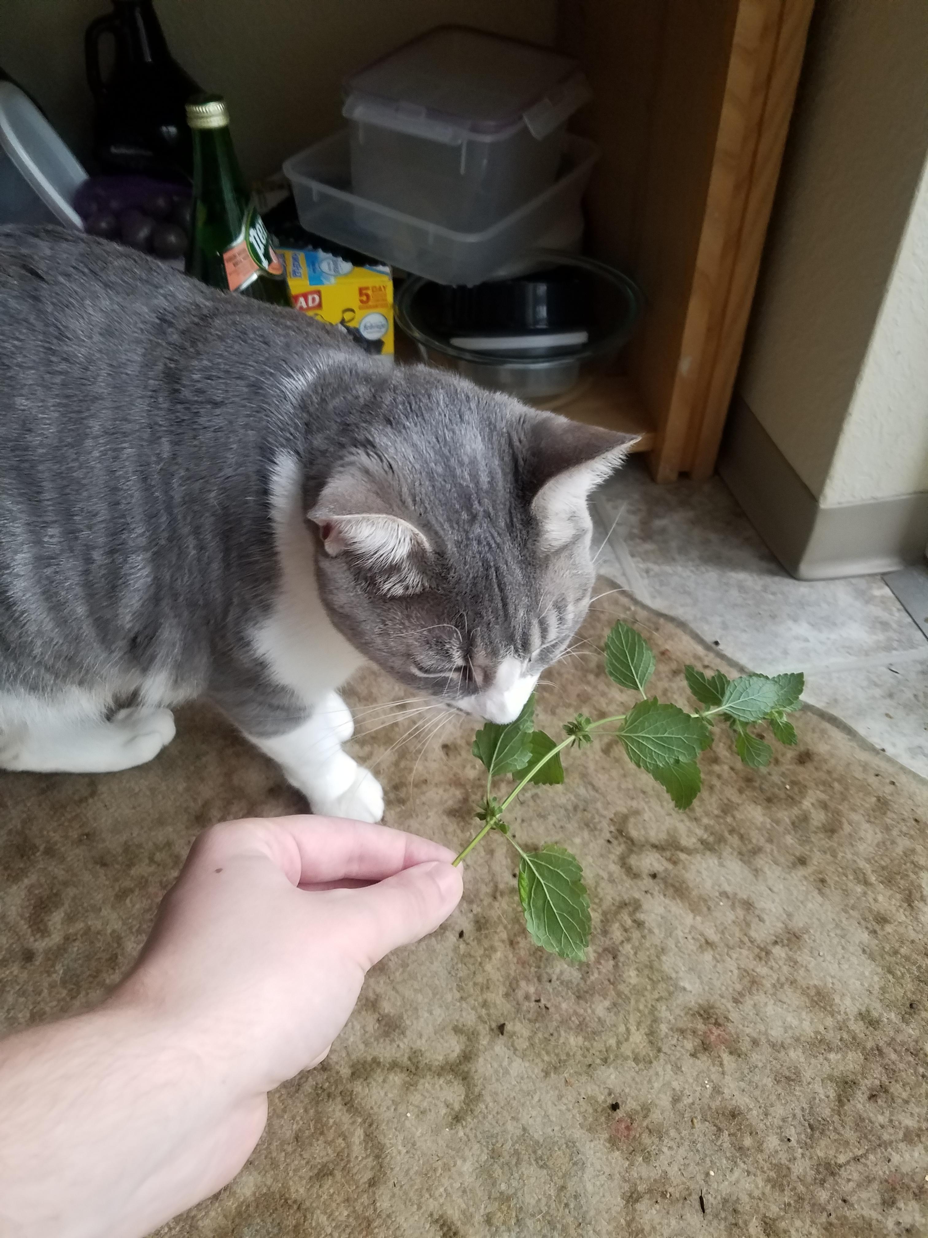 What can I plant to keep my cat away from house plants? He loves lemon balm and lavender and