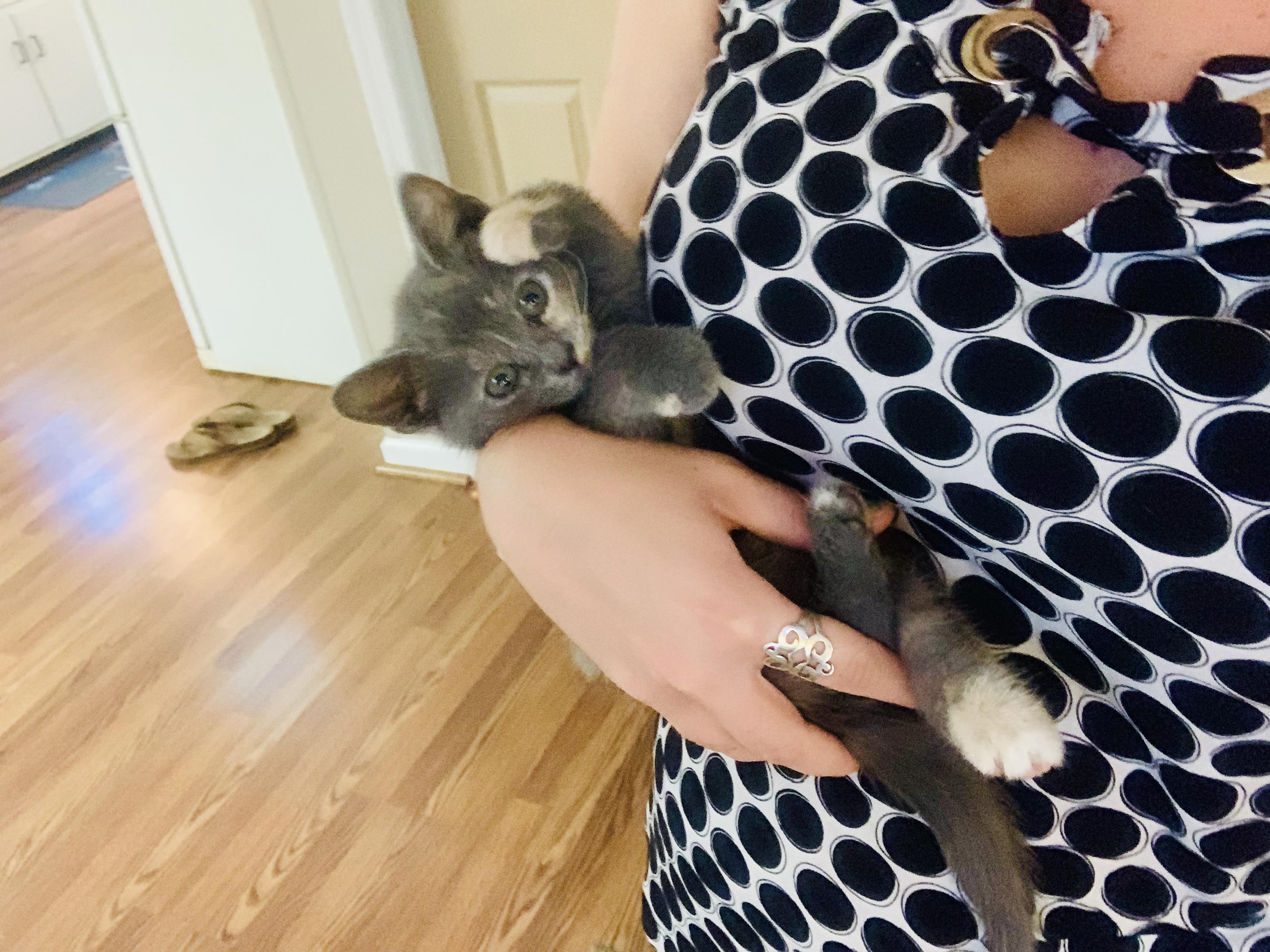 Sweet Peaches loves to be held like a baby & wants all the attention r/cats