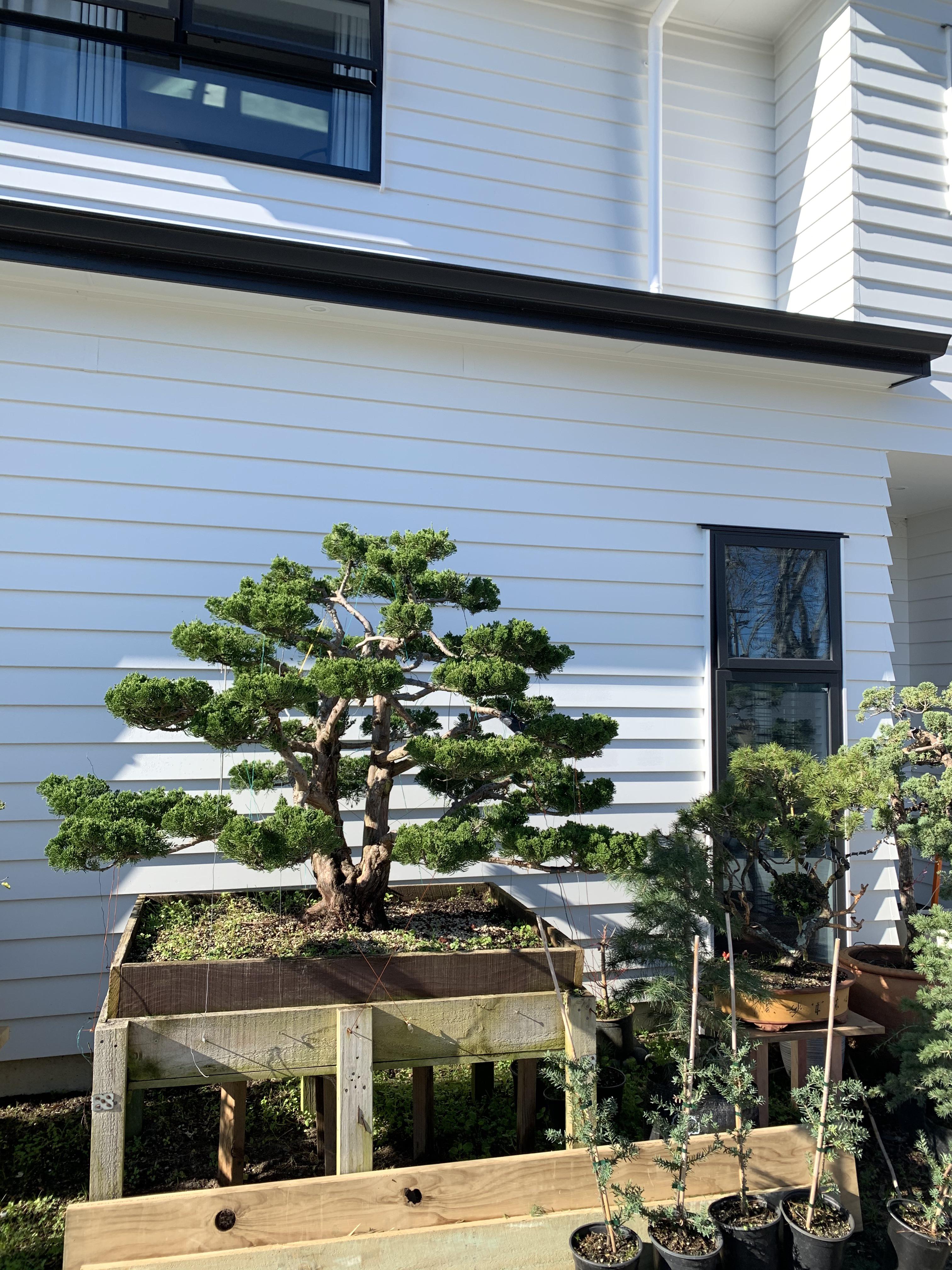 Bonsai Trees at Costco! Bonsai