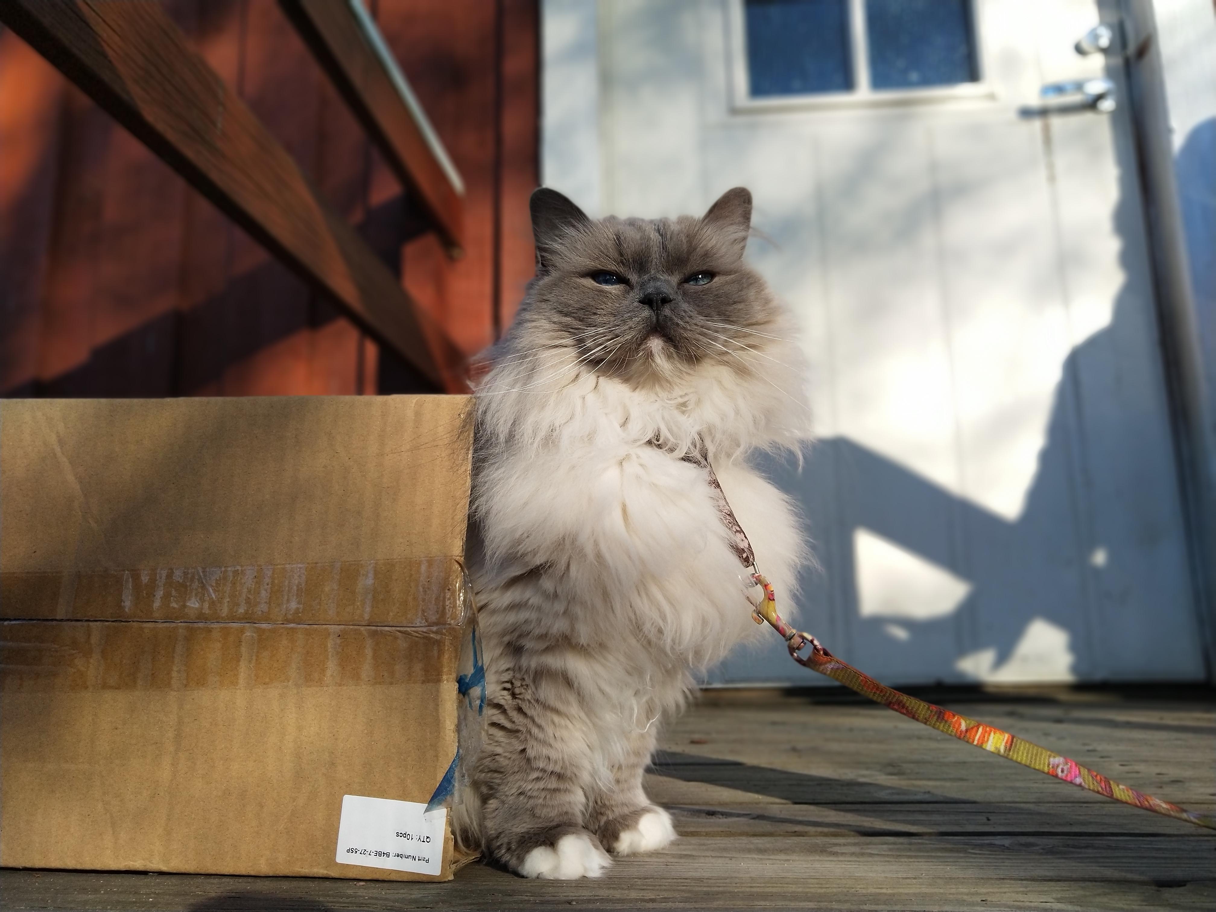 My cat is afraid to go outside but today she was brave enough to leave