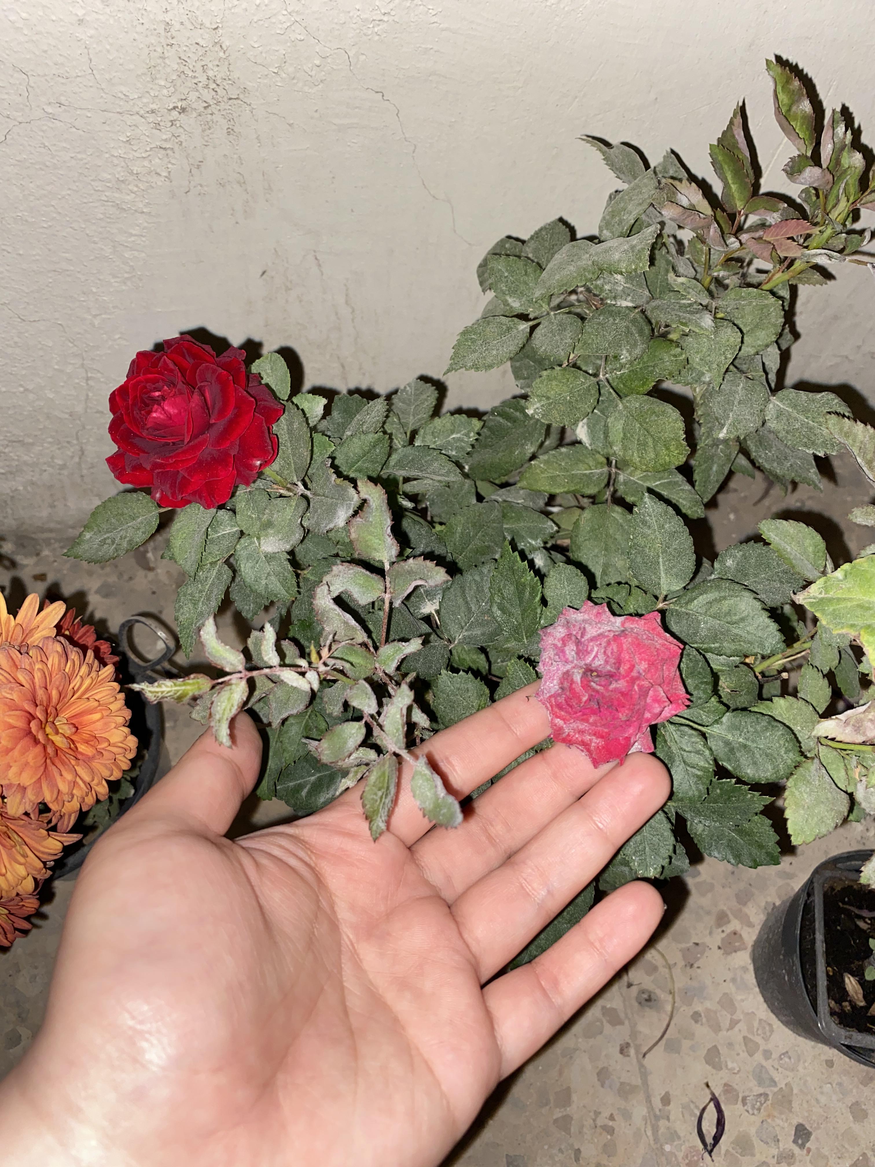 What is this white powdery thing on my rose plant? I think it is causing it to die r/gardening