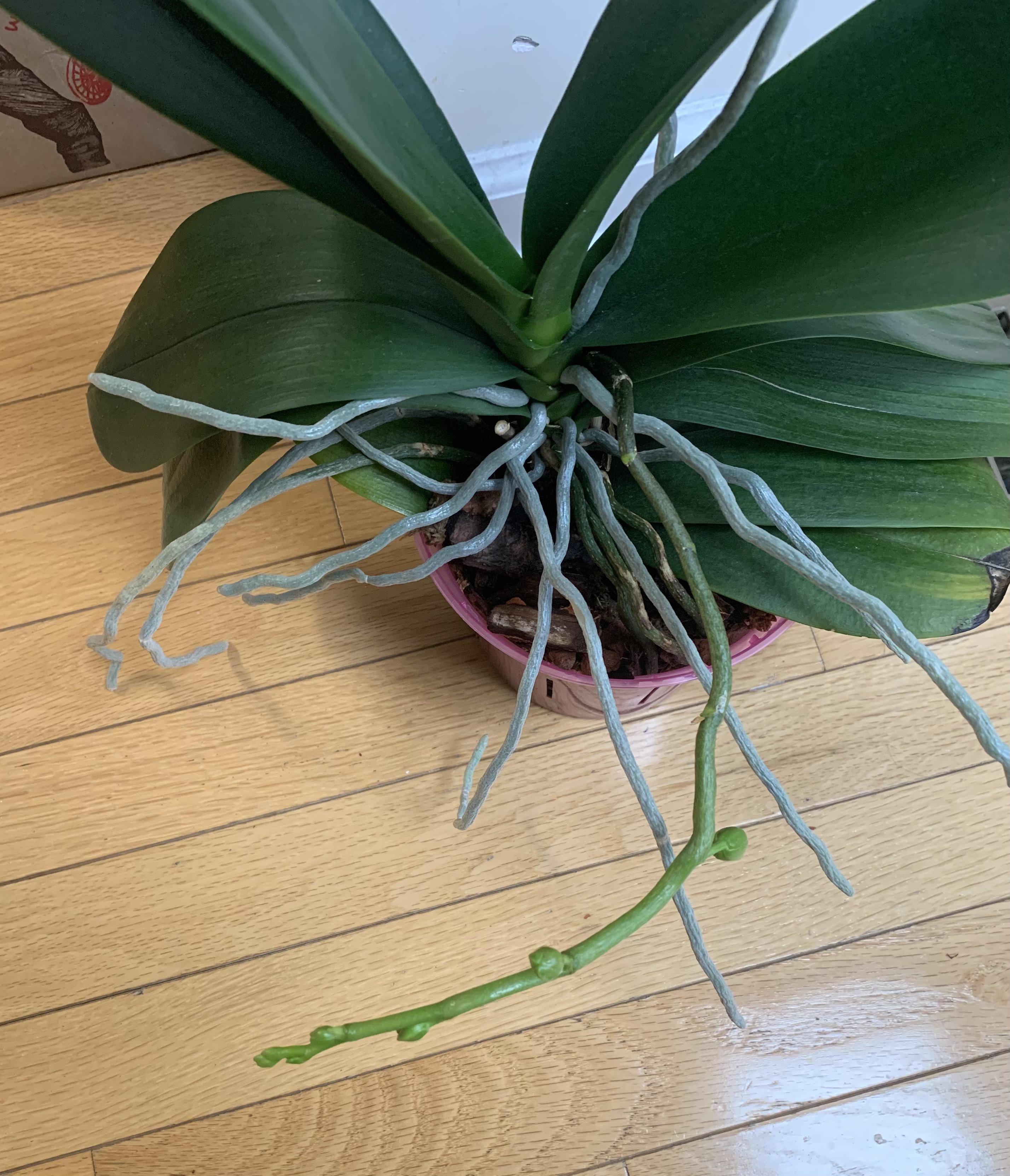 Strange flower spike? r/orchids