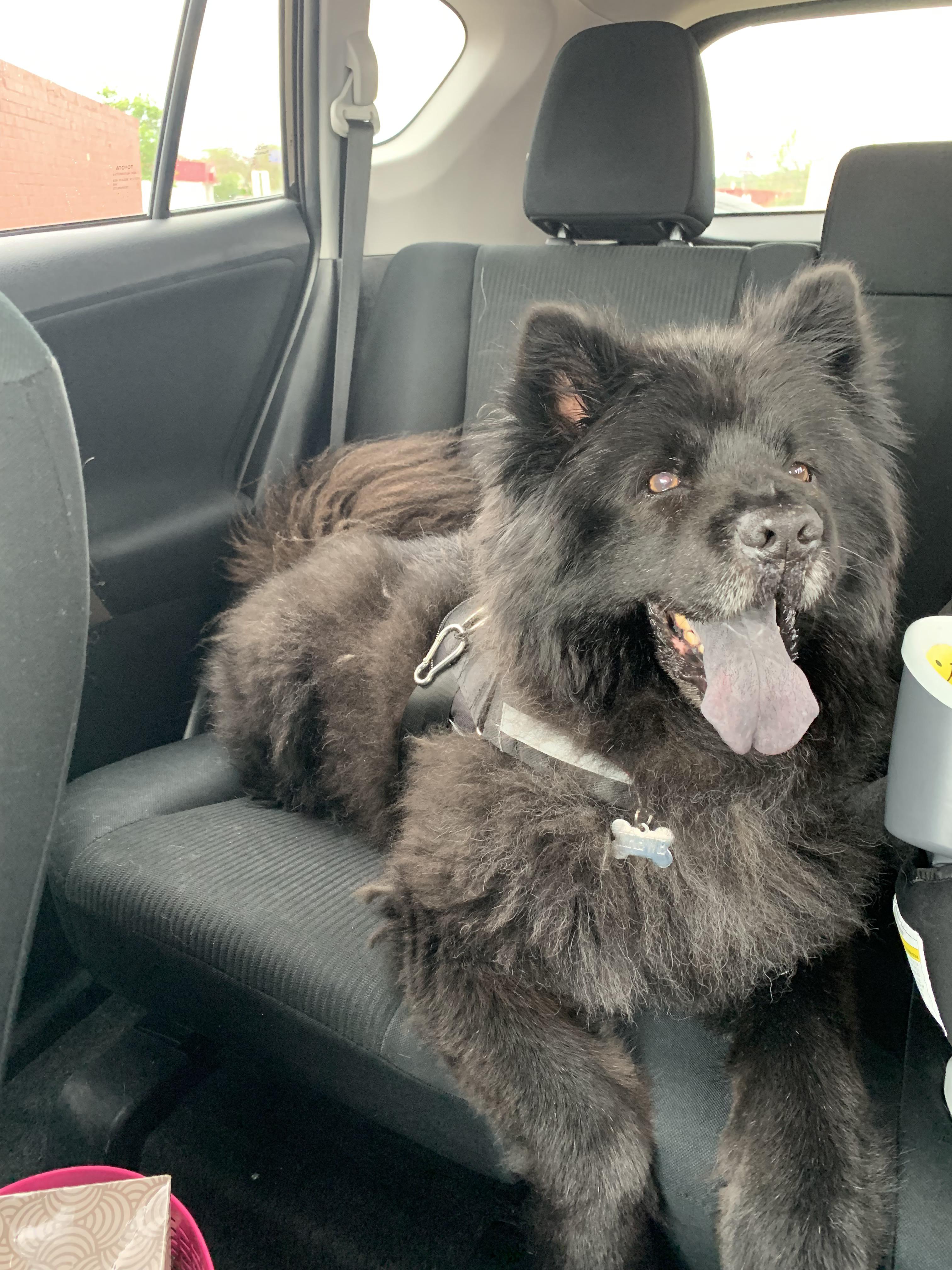 He won’t let me brush him, but he’s a stinky, handsome furry beast