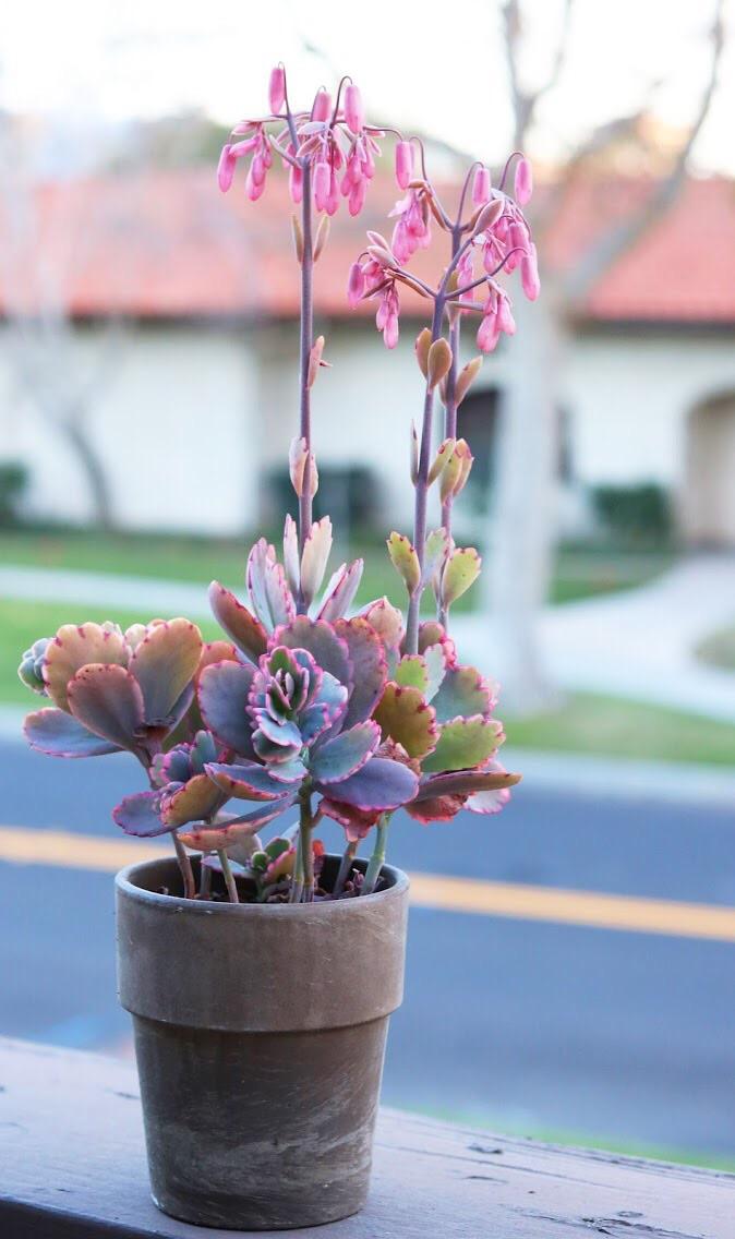 Winter blooms 🤗 succulents
