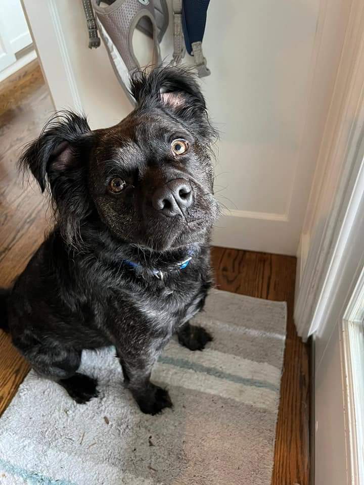 Found this pup in Shelton I have searched everywhere online. Took them