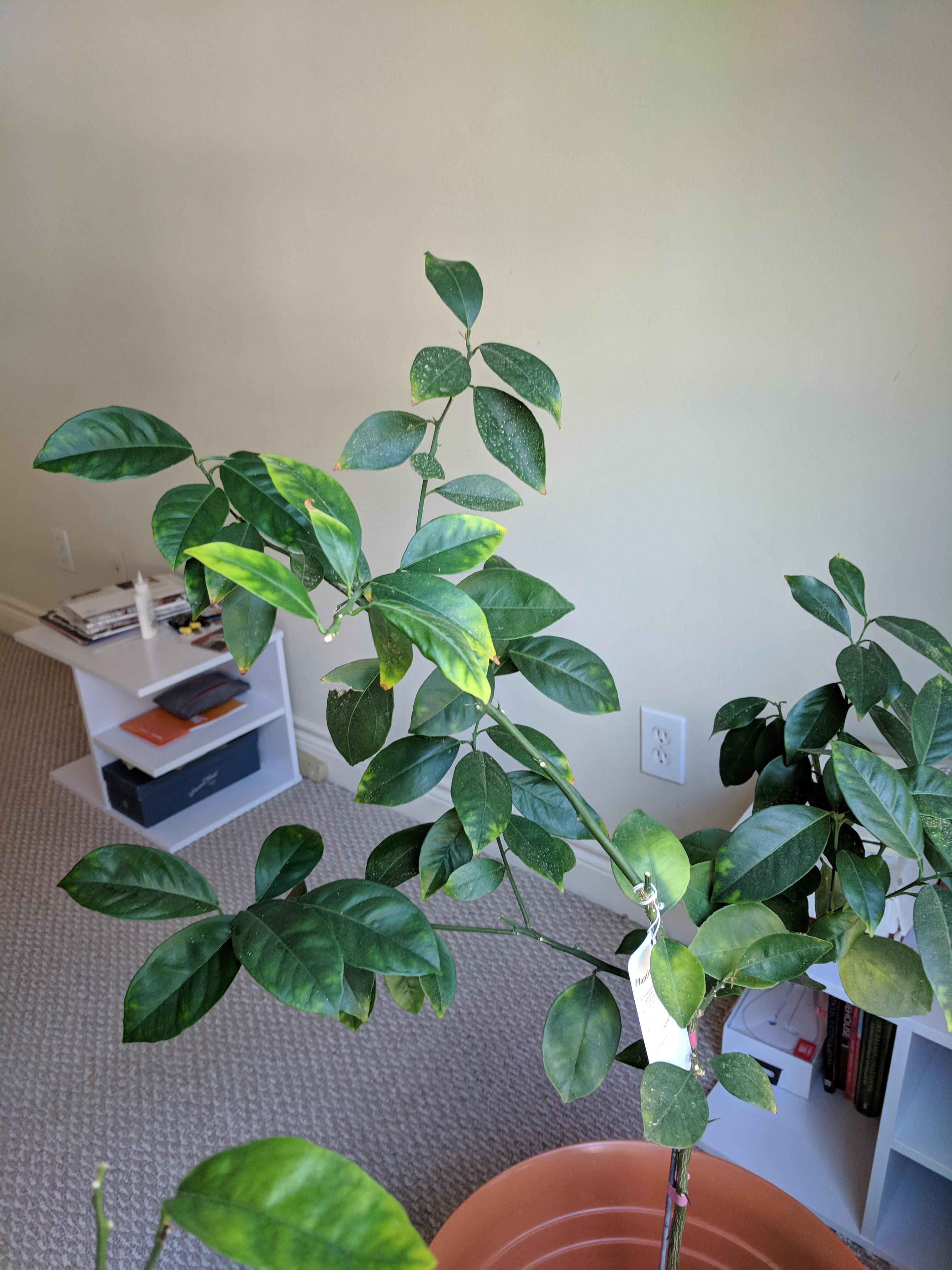 Mandarin Page & Blood Orange Trees for sale 30 each; 1.5y old, need