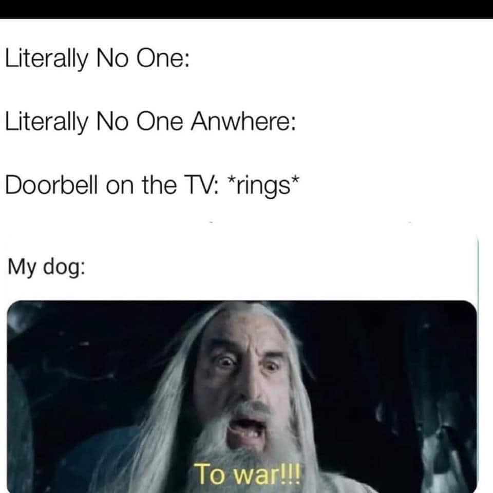 Dogs when theres a knock on the door r/memes