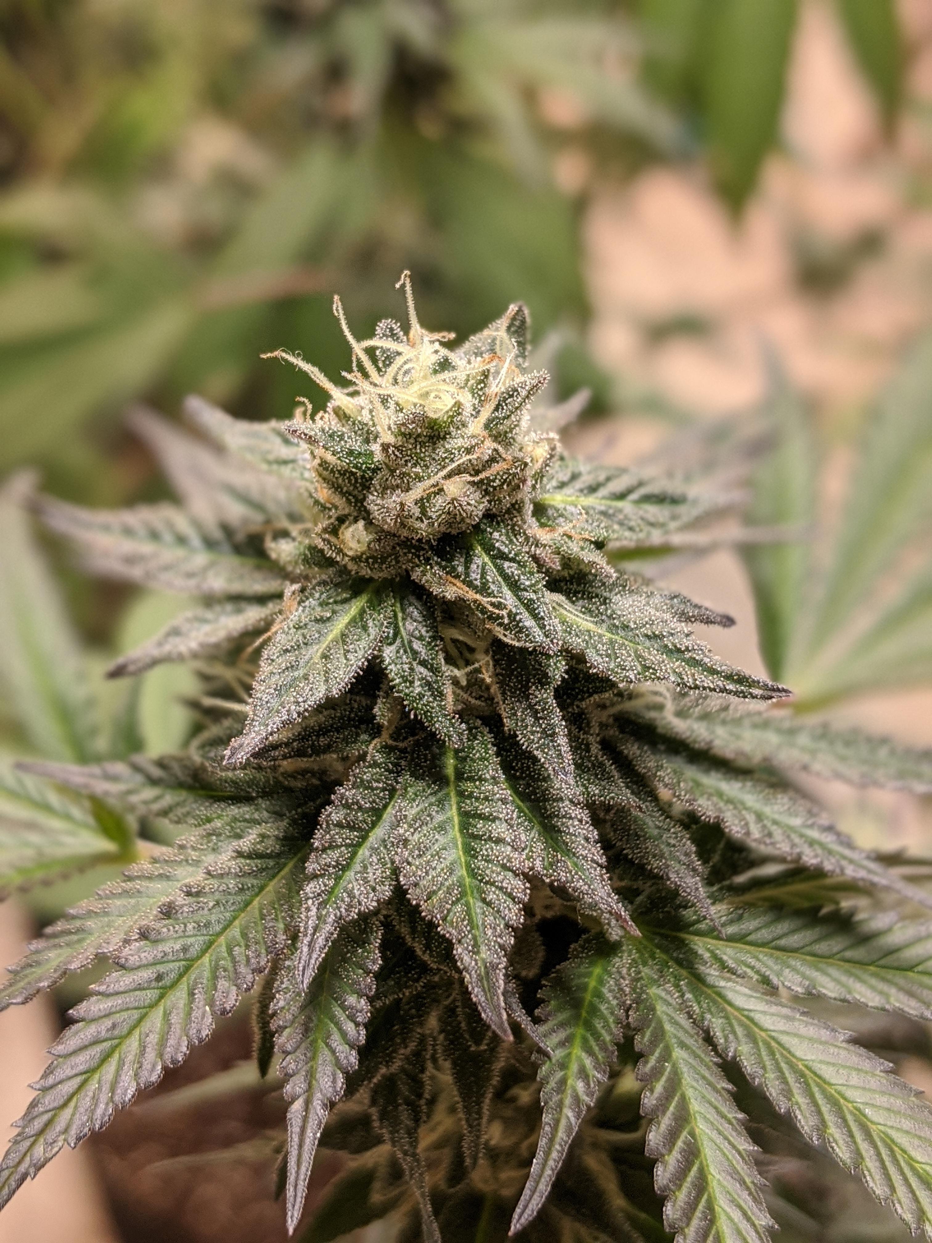 Garlic Breath 2.0 from Thug Pug r/microgrowery