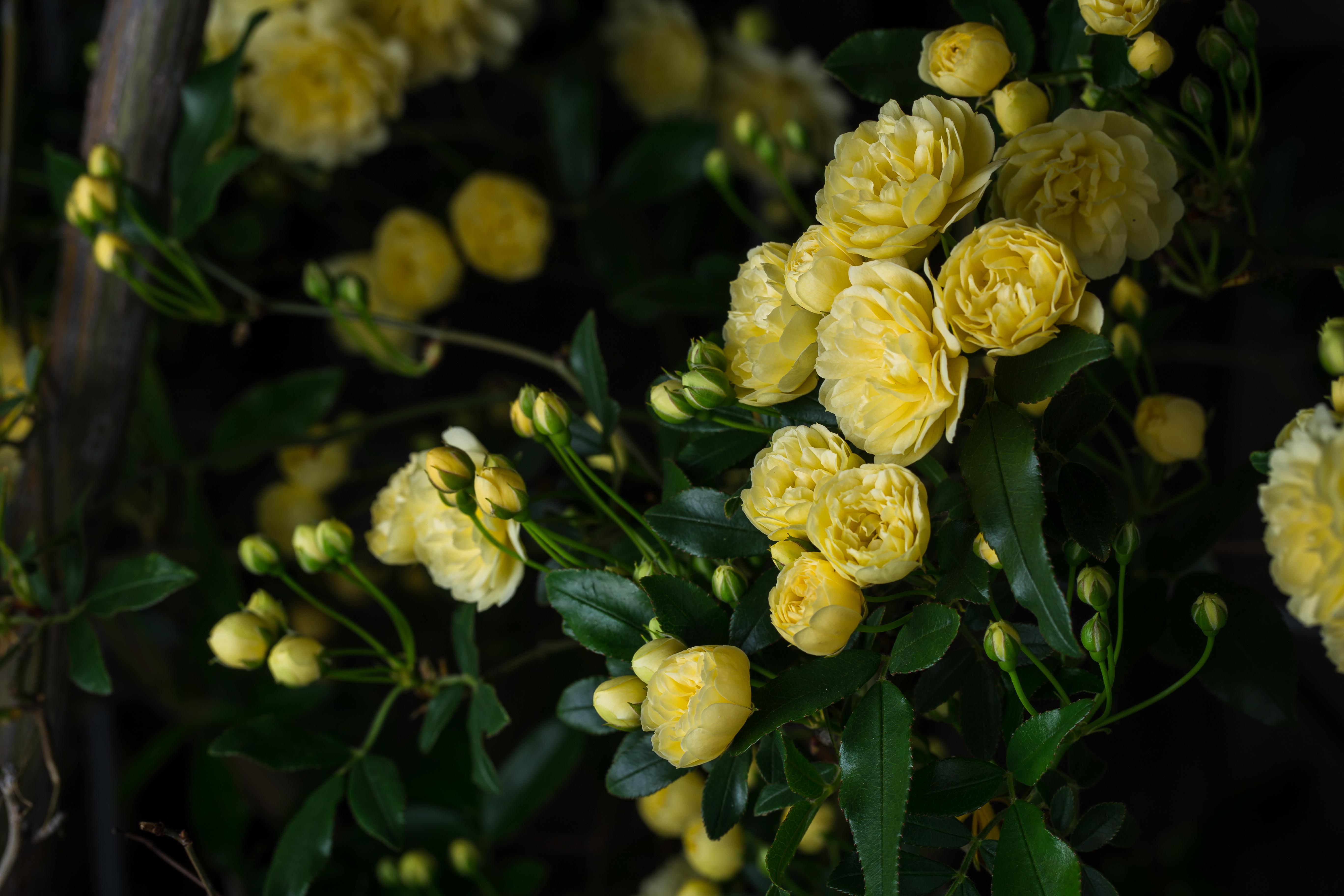 The first blooms of the season. (Sacramento) r/Roses