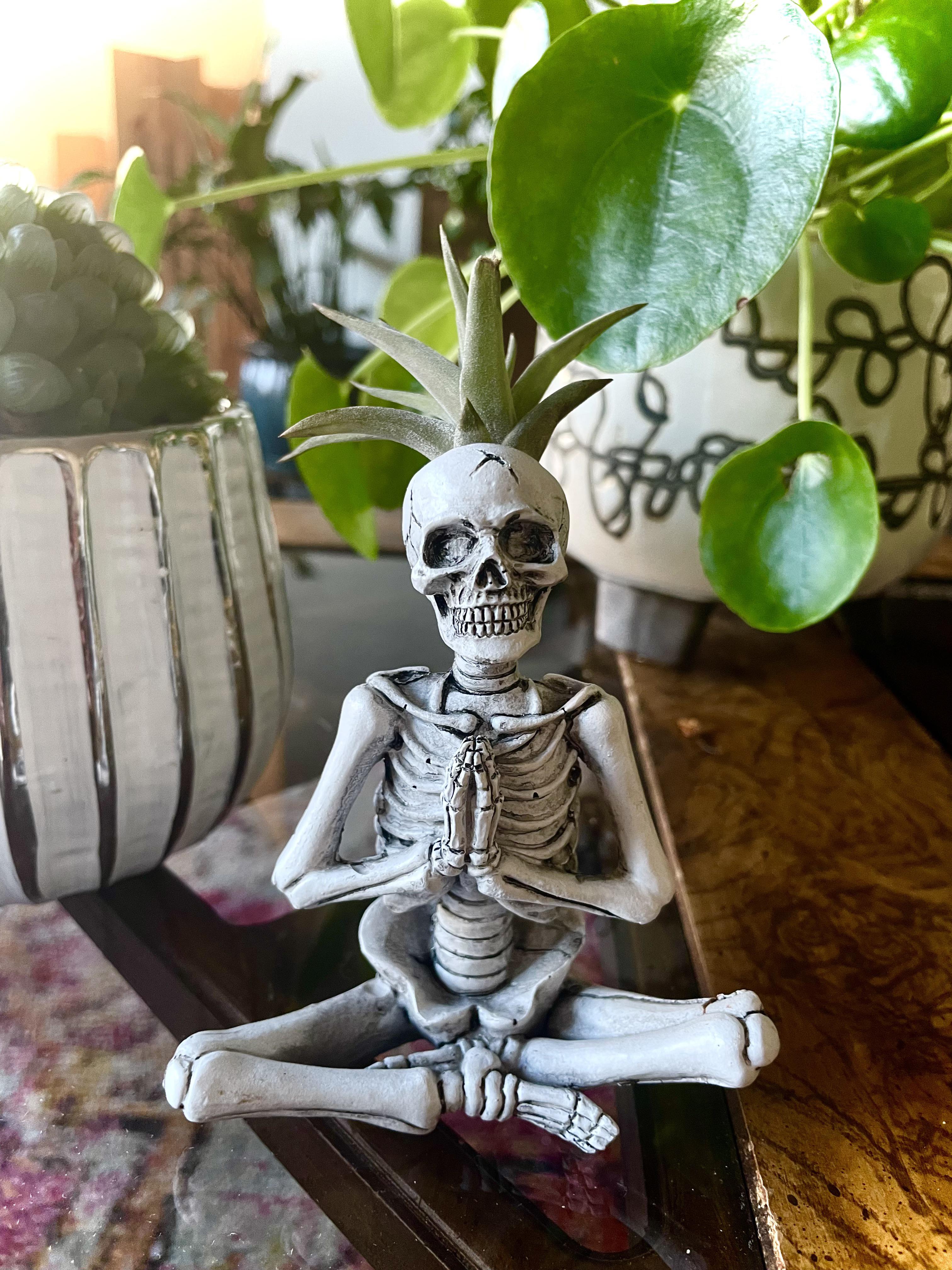 Halloween air plant r/airplants