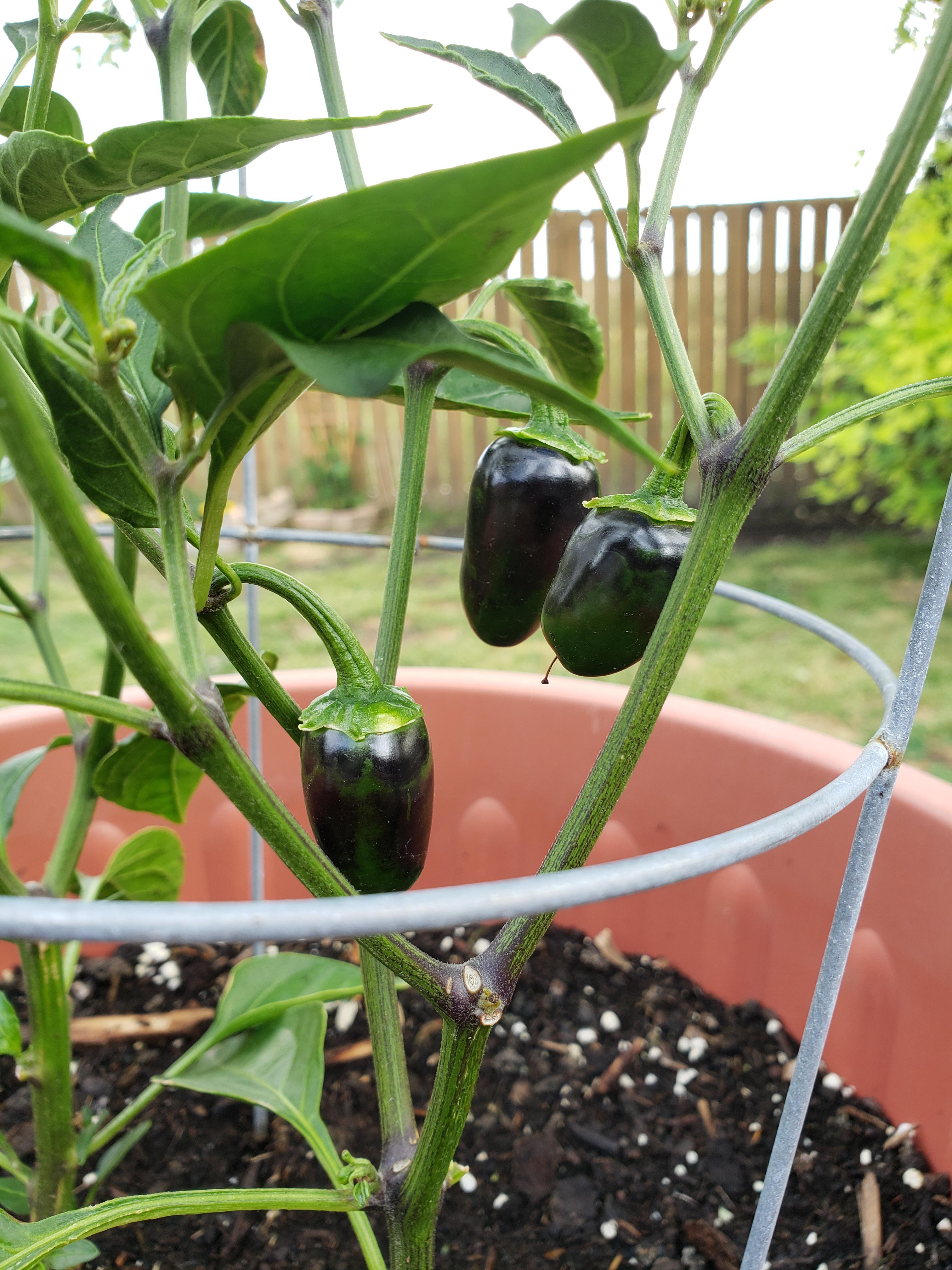 First time growing jalapenos! They're doing well but have started to turn dark/black ish. Are