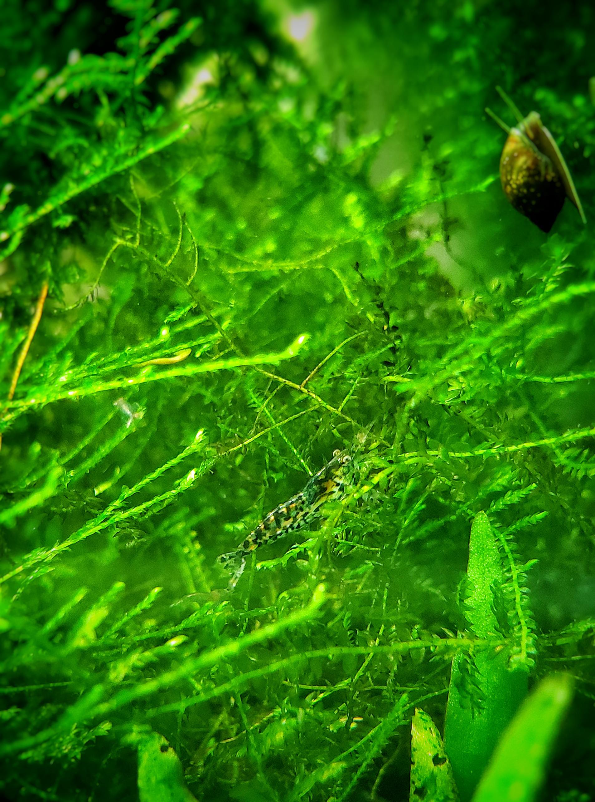 blue jelly / blue dream cross r/shrimptank