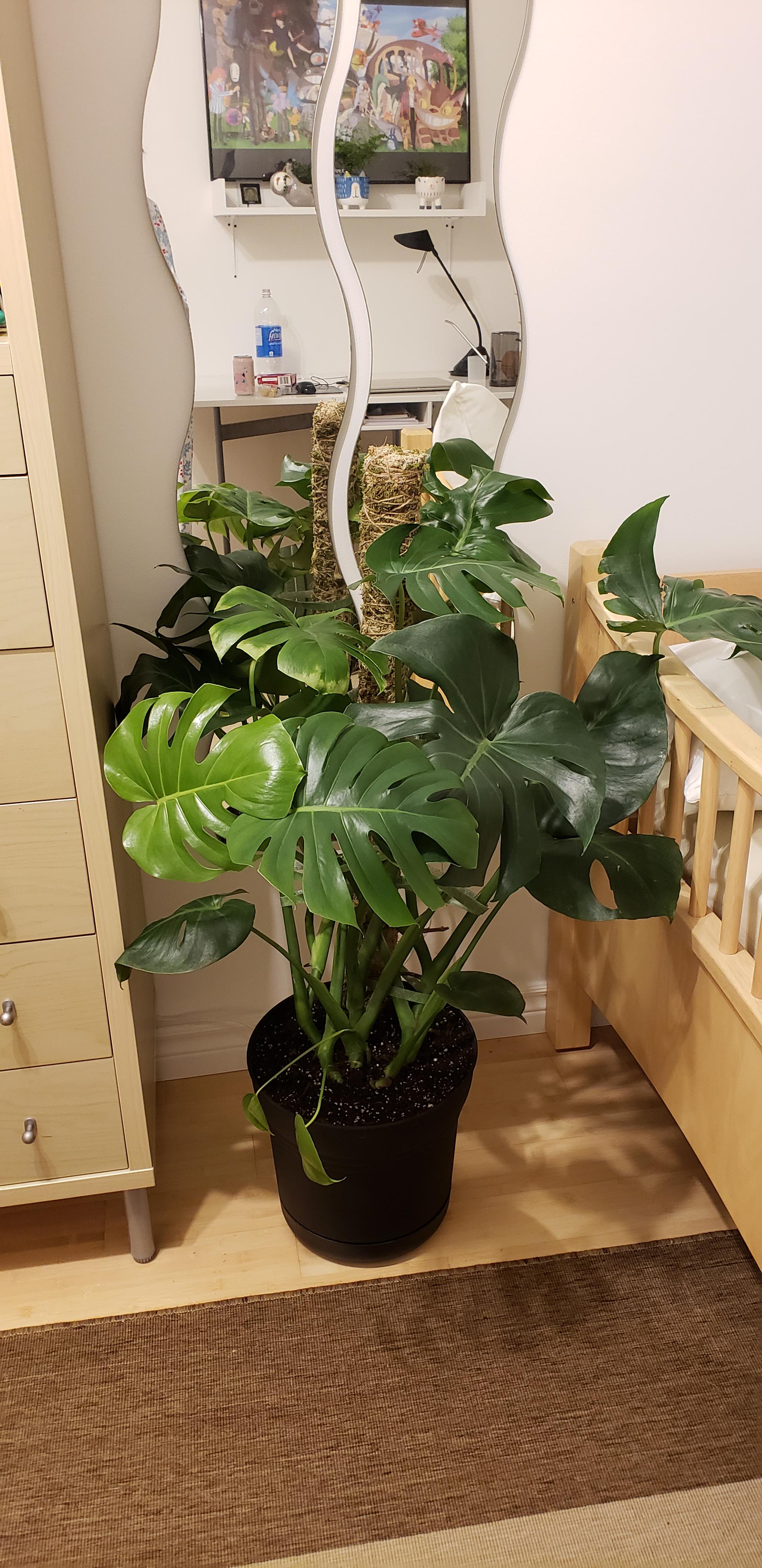 Mossedup my first pole and tied up my big monstera baby! She looks so much better haha