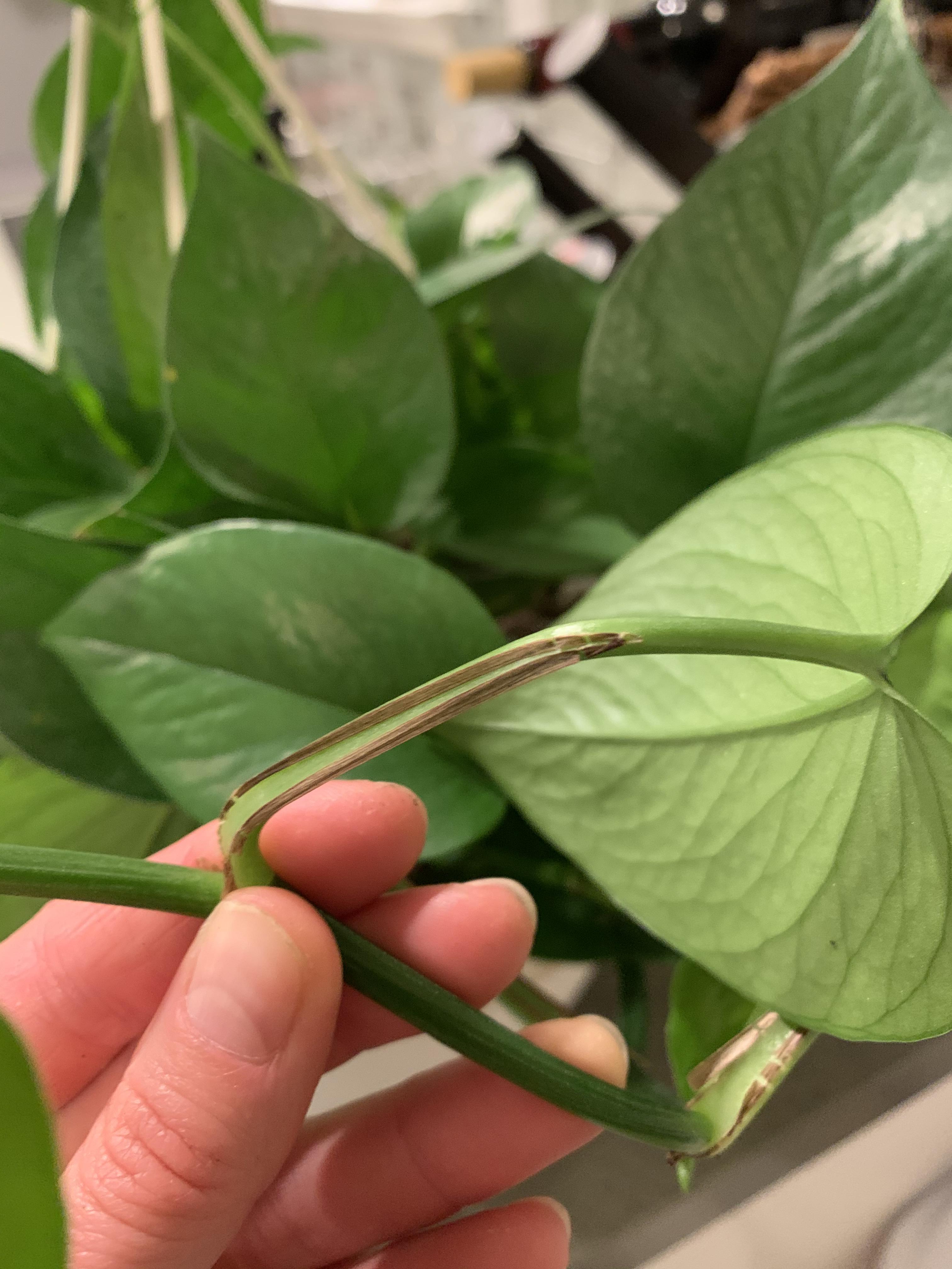 What’s up with my pothos? It has those brown spots all over the stems