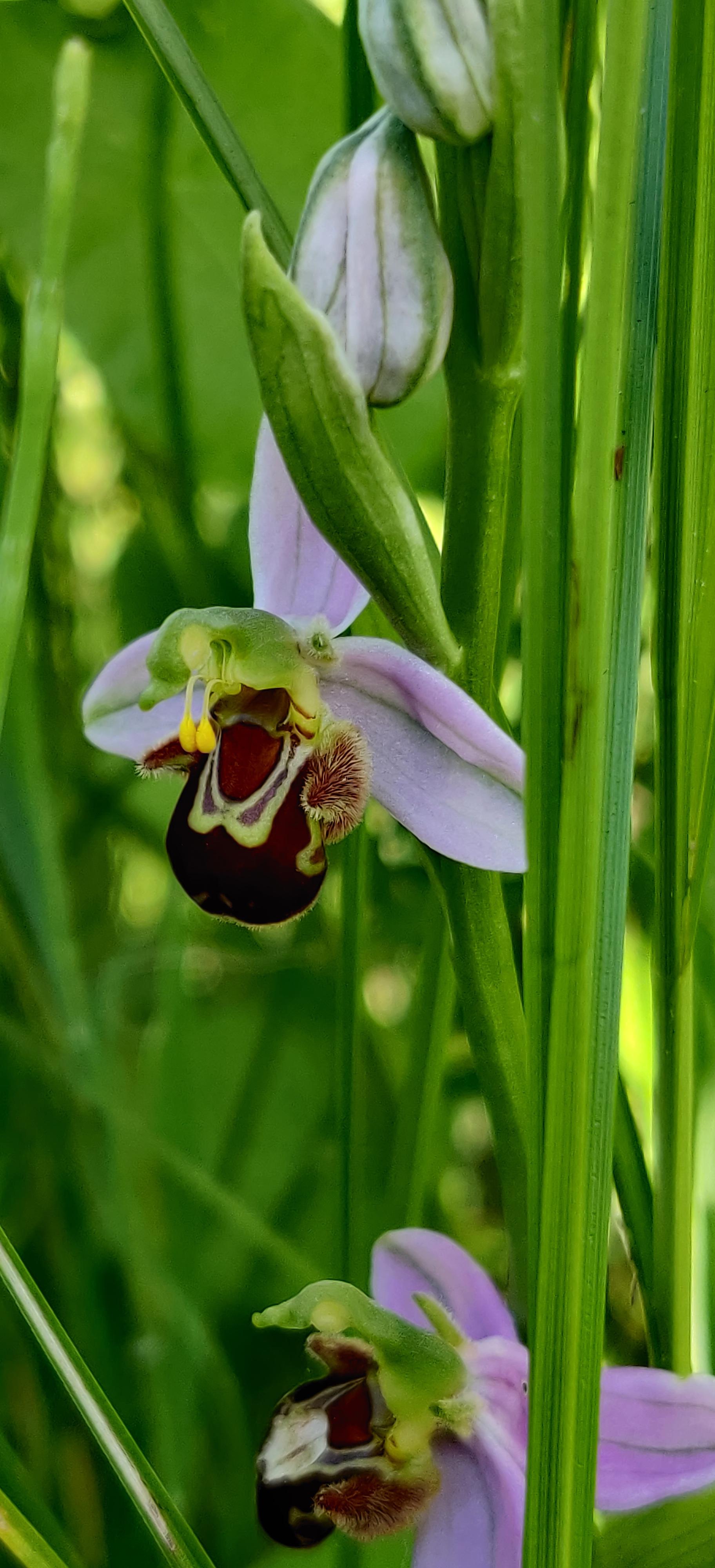 Bee orchid (Ophrys apifera) with some very ripe pollinia (Belgium) r