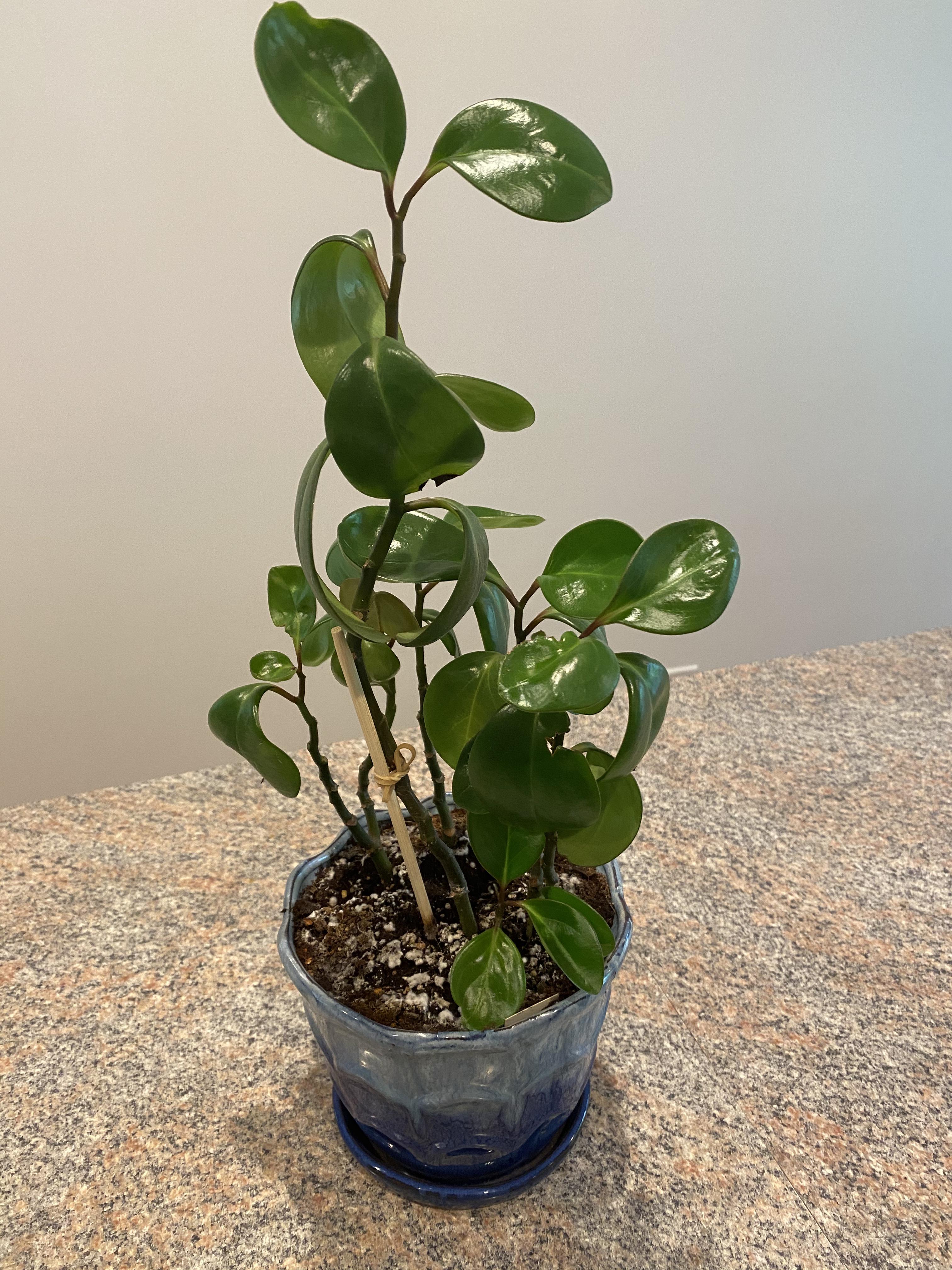 I can't figure out why my baby rubber plant's leaves are curling down. I thought maybe I'm