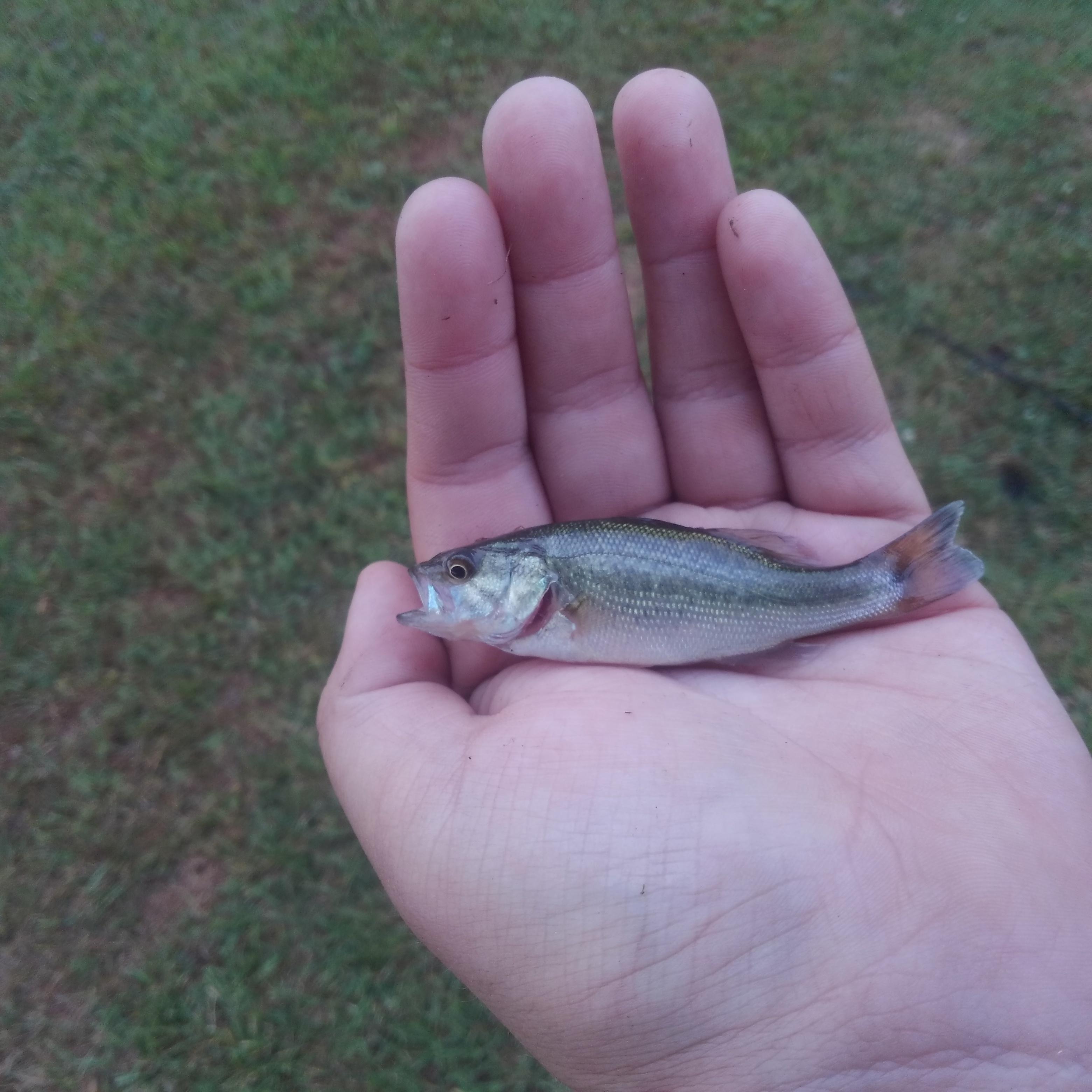 Personal Smallest Largemouth Bass, Orrville Fish and Game Club, 7/15/28