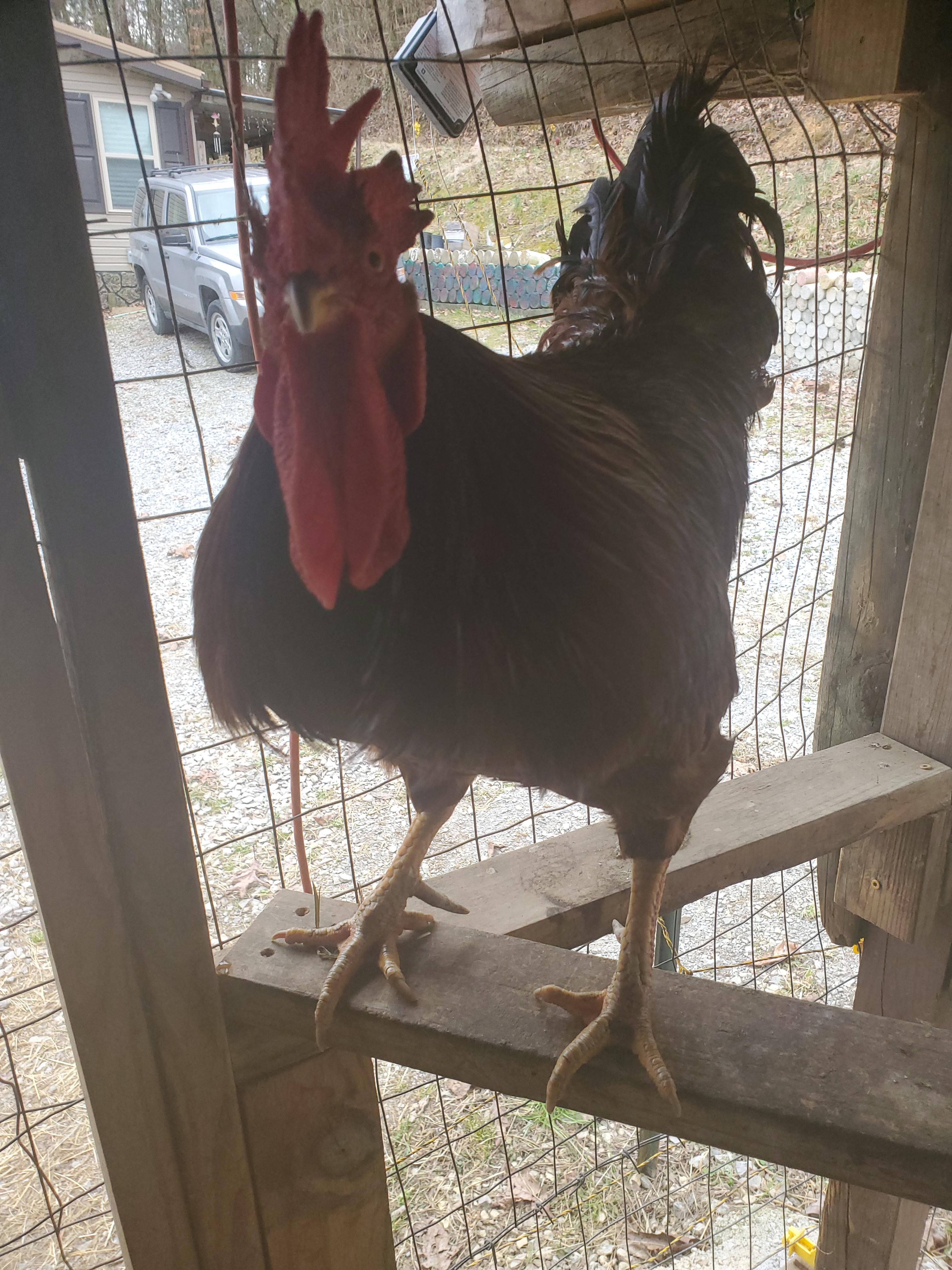 My Lil Man. Just the sweetest. r/Chicken