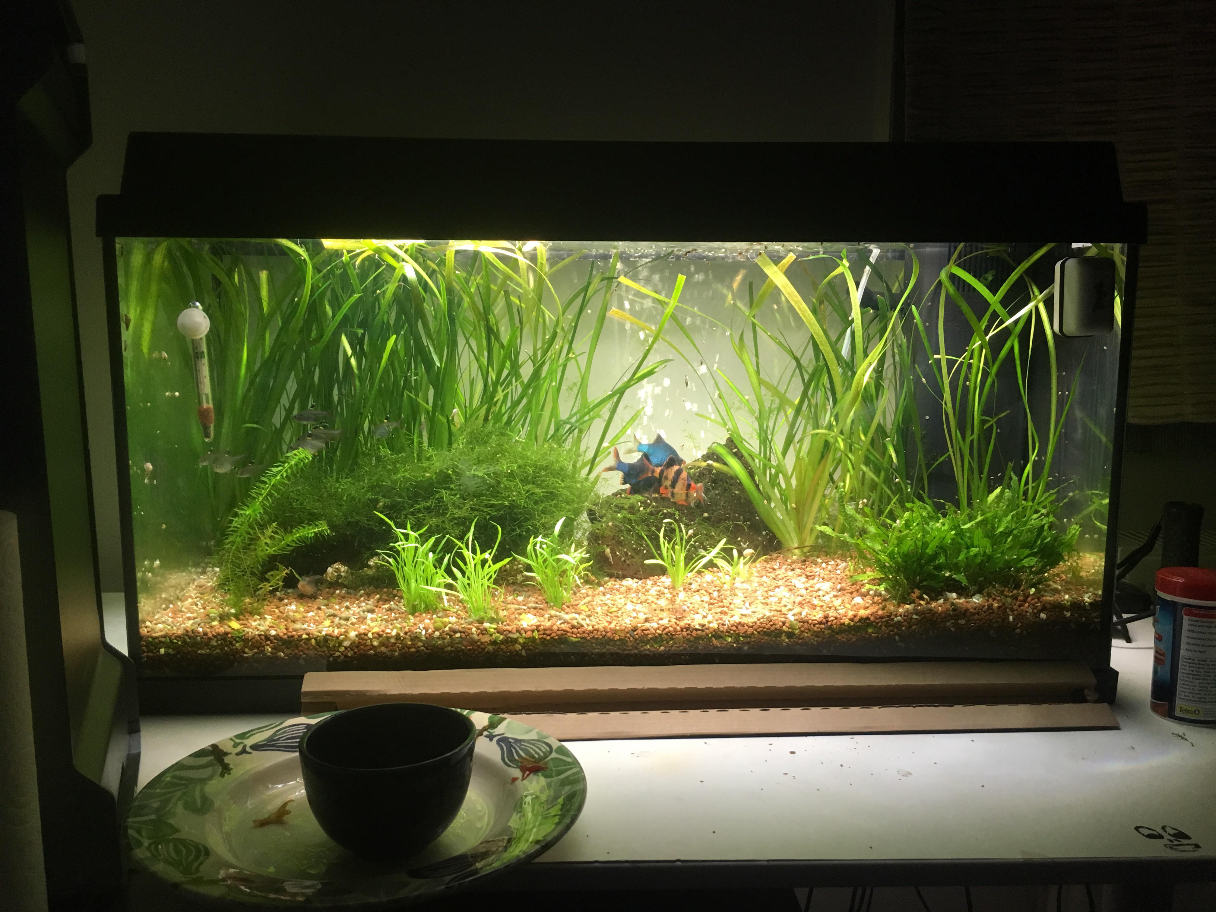 New warm light bulb in 30g r/Aquariums