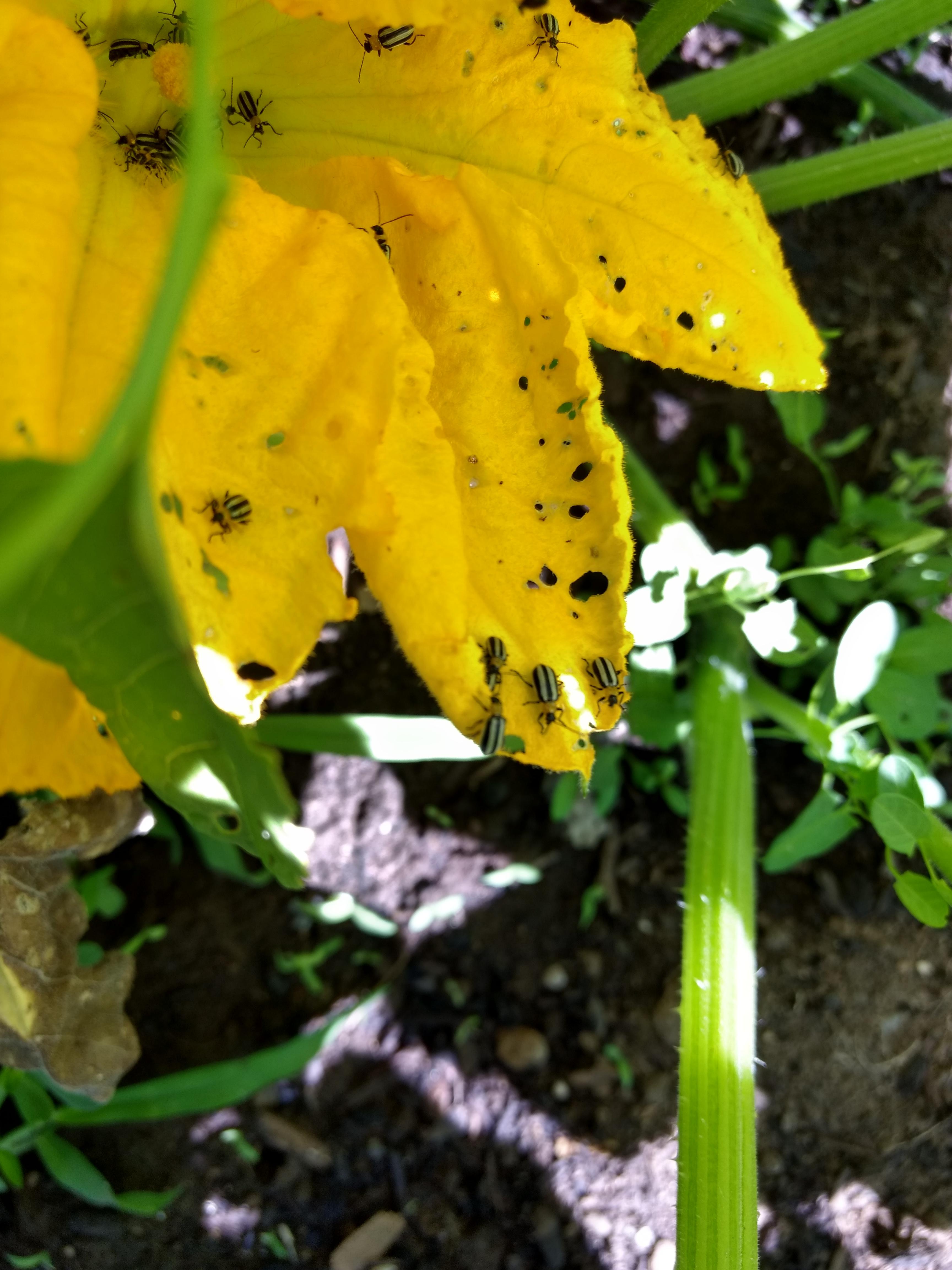 What are these bugs friends my sweet pumpkins plants? They are eating