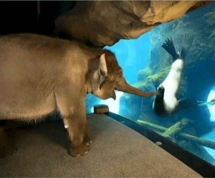 The staff at Oregon zoo took the elephant around the zoo, she liked the