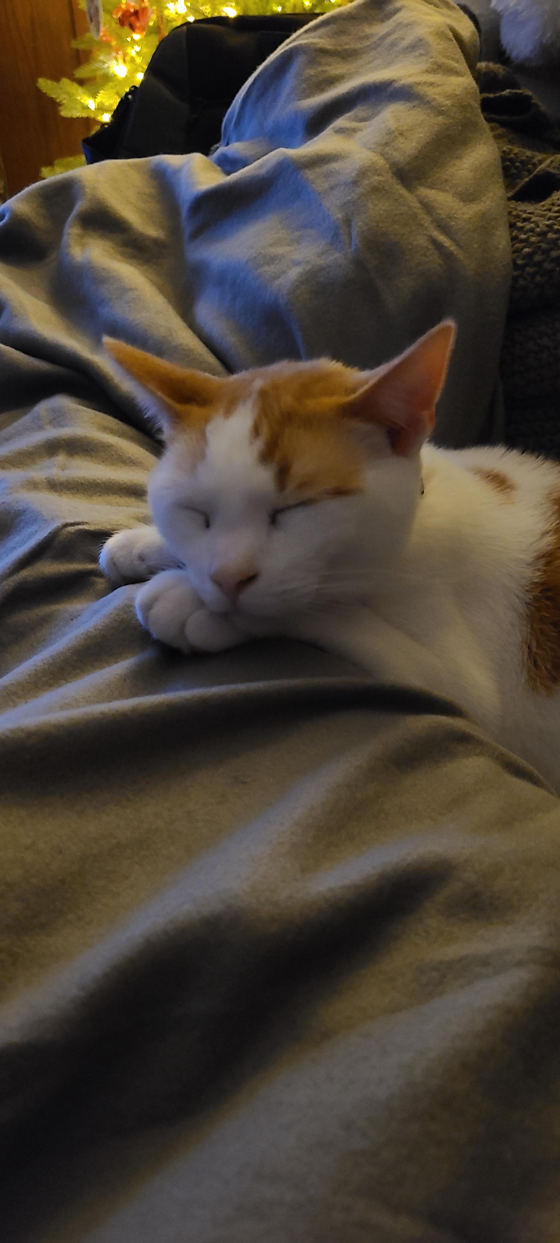 Heated blanket r/cats