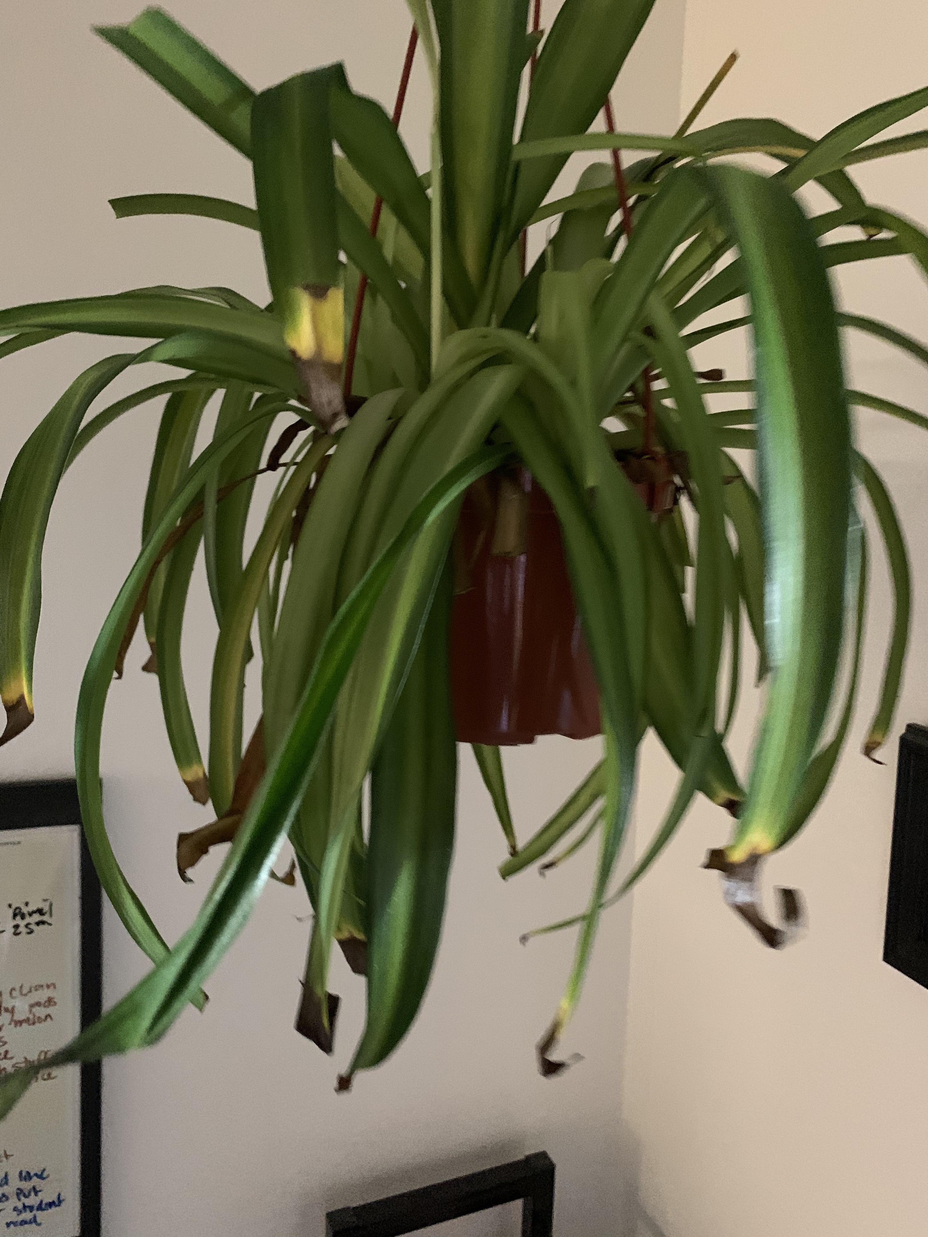 Burnt leaves. I water him once per week and it is not in direct