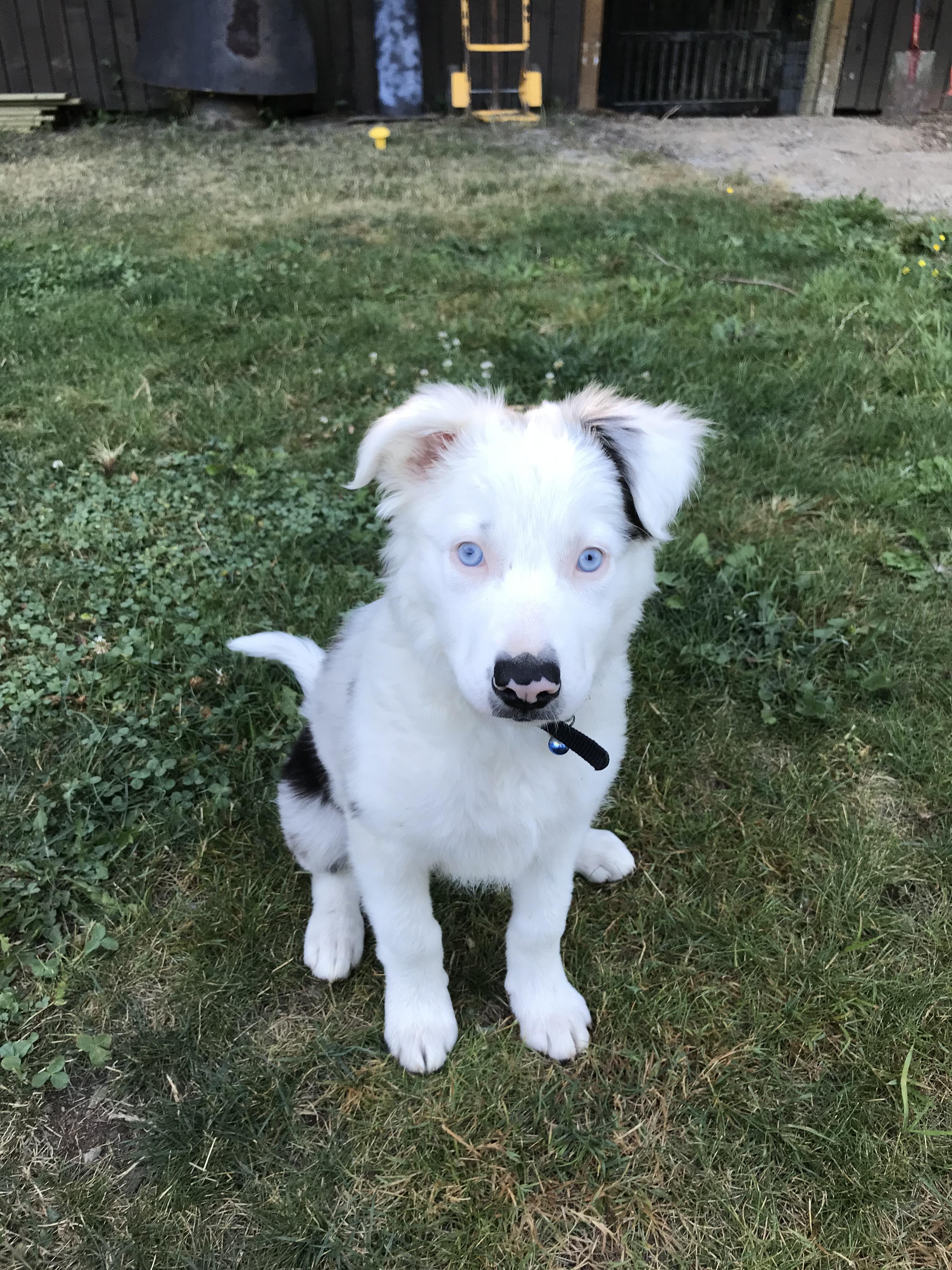 Meet Miller, our 10 week old blue merle border collie