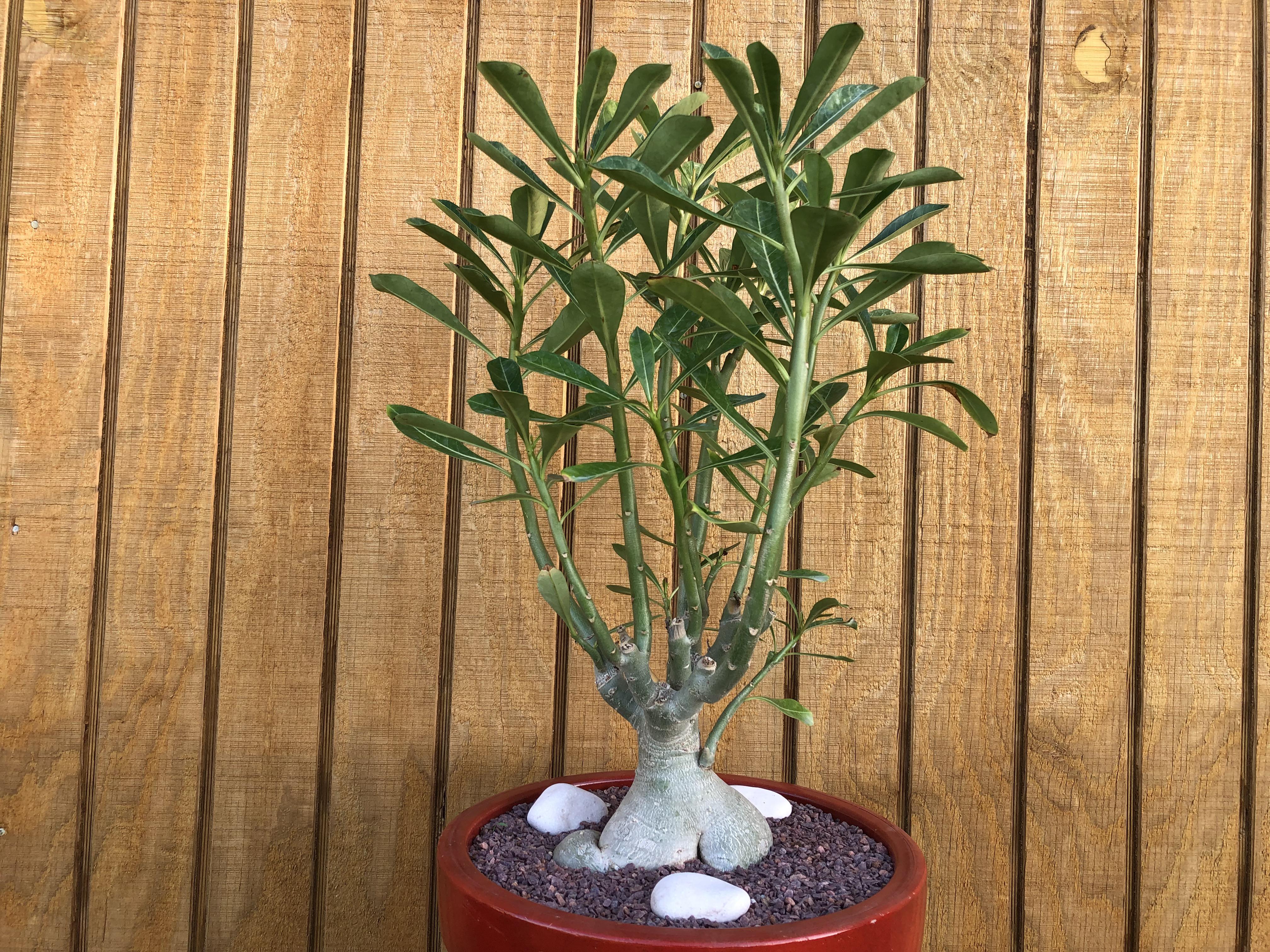 My Desert Rose r/Bonsai
