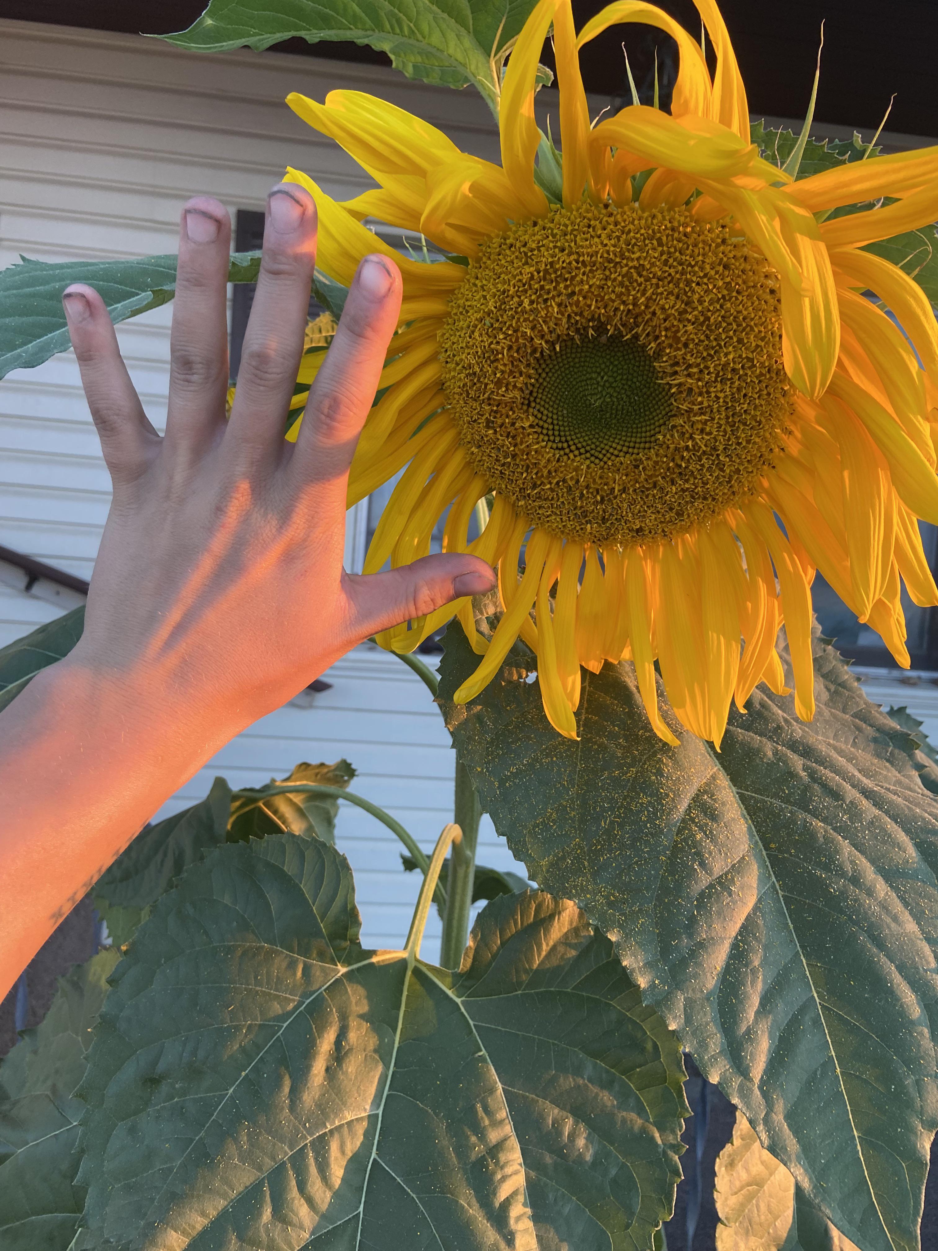 Wondering if anyone has any tips on harvesting sunflower seeds? Can I