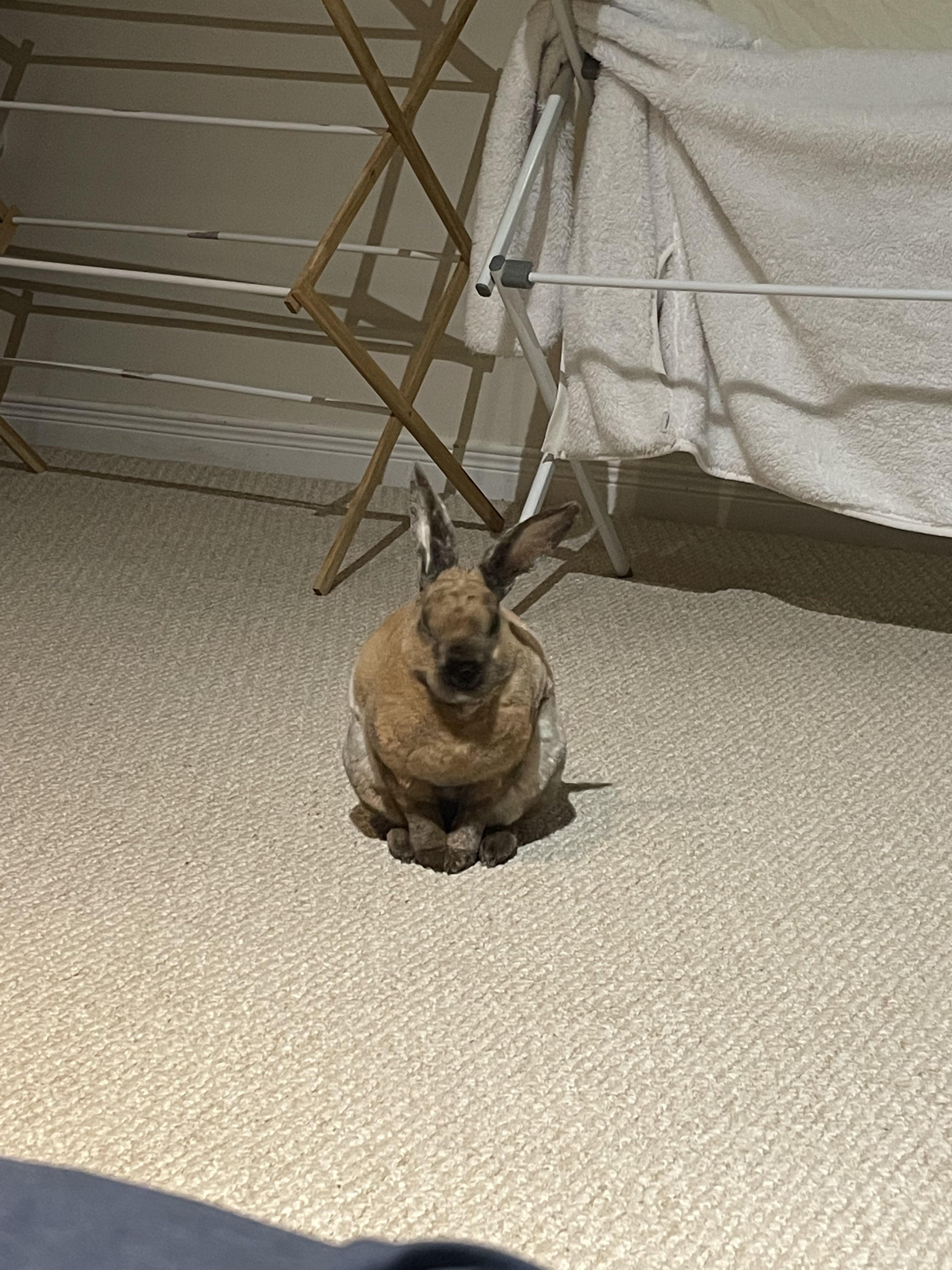 My bunny bit my bum really hard today to demand extra Oxbow crack