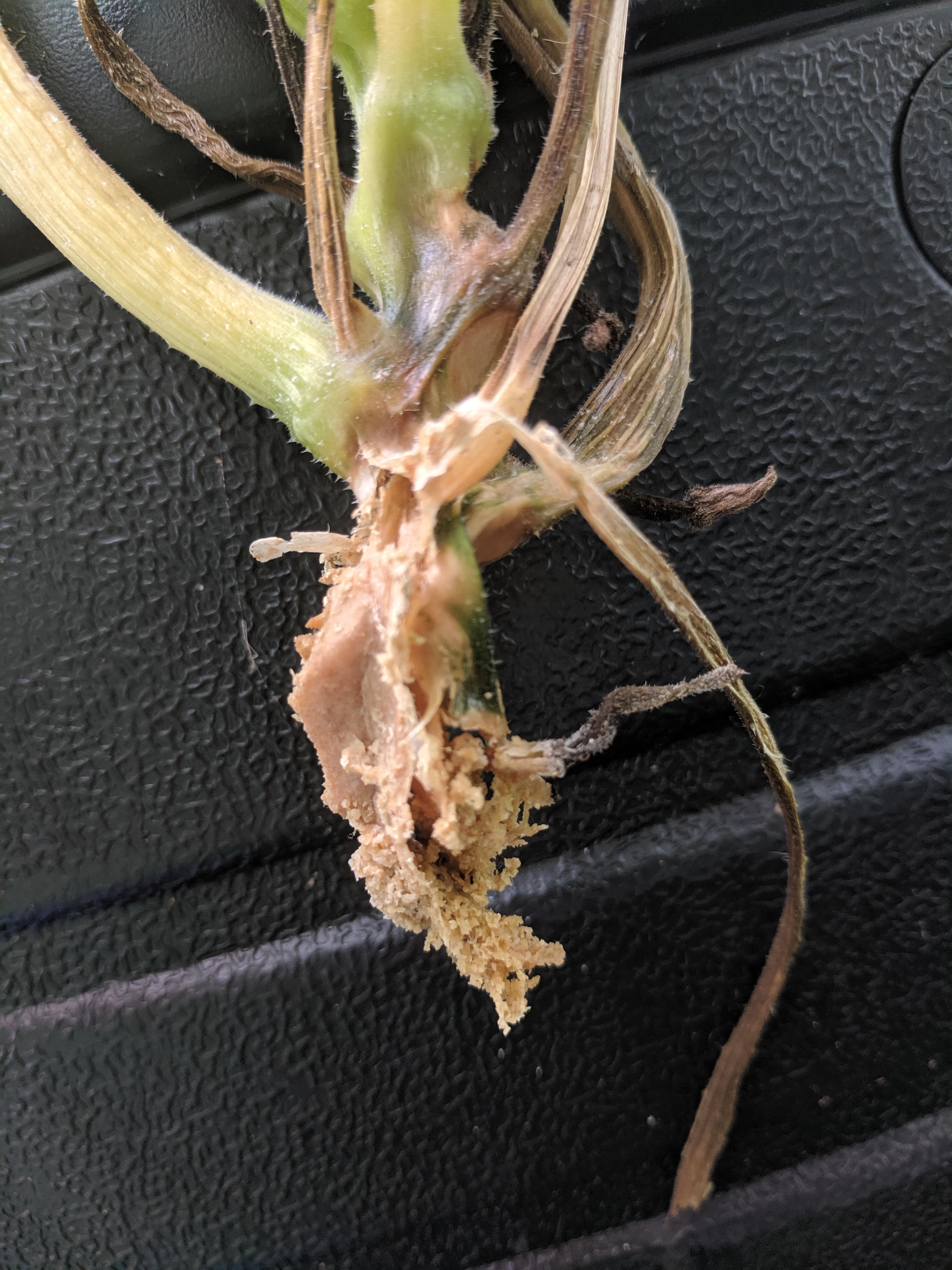 Pulled this nasty stem off my zucchini plant. Is it a pathogenic rot