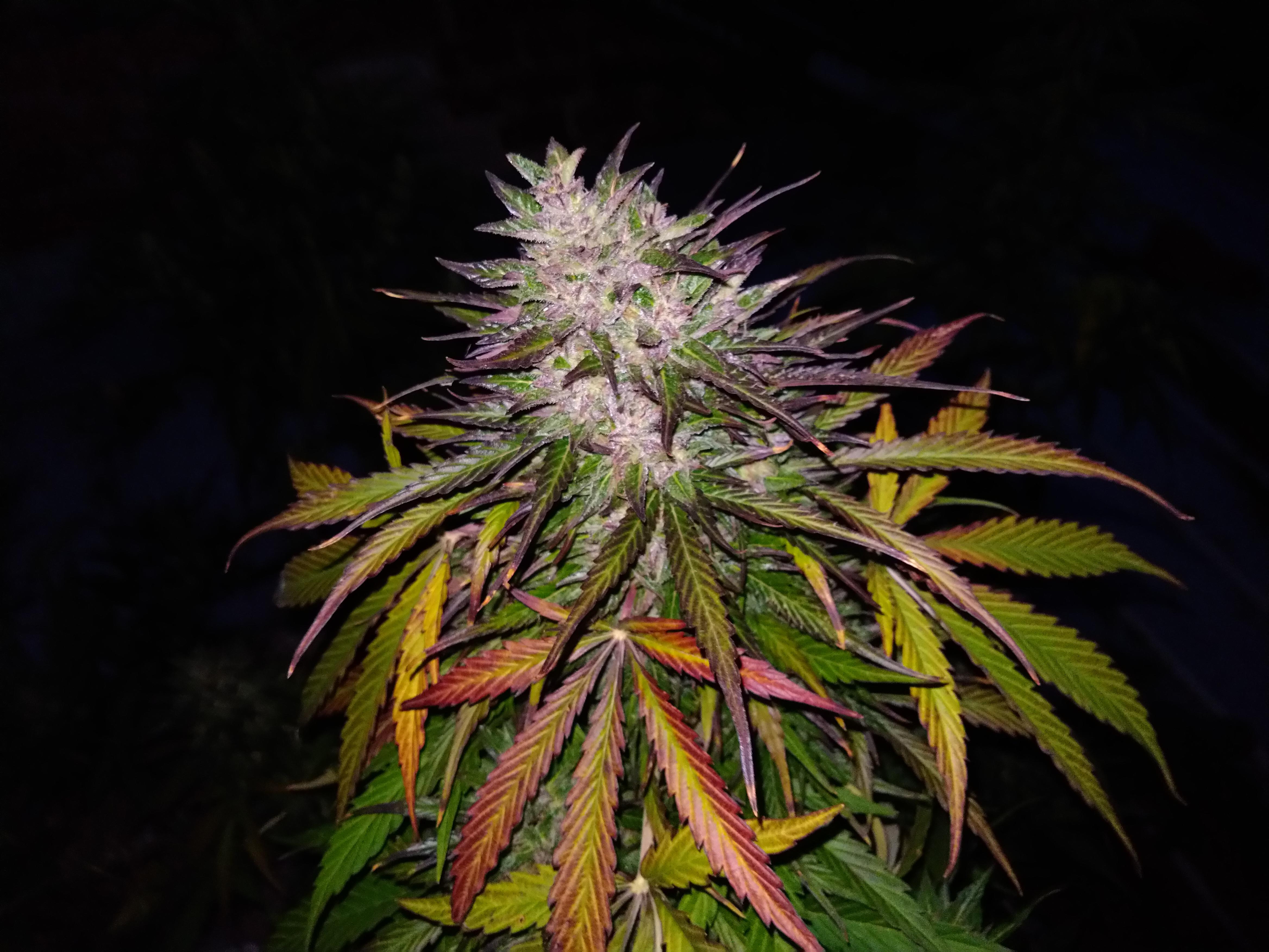 She's a beauty. Northern lights 6 weeks in Flower. r/microgrowery