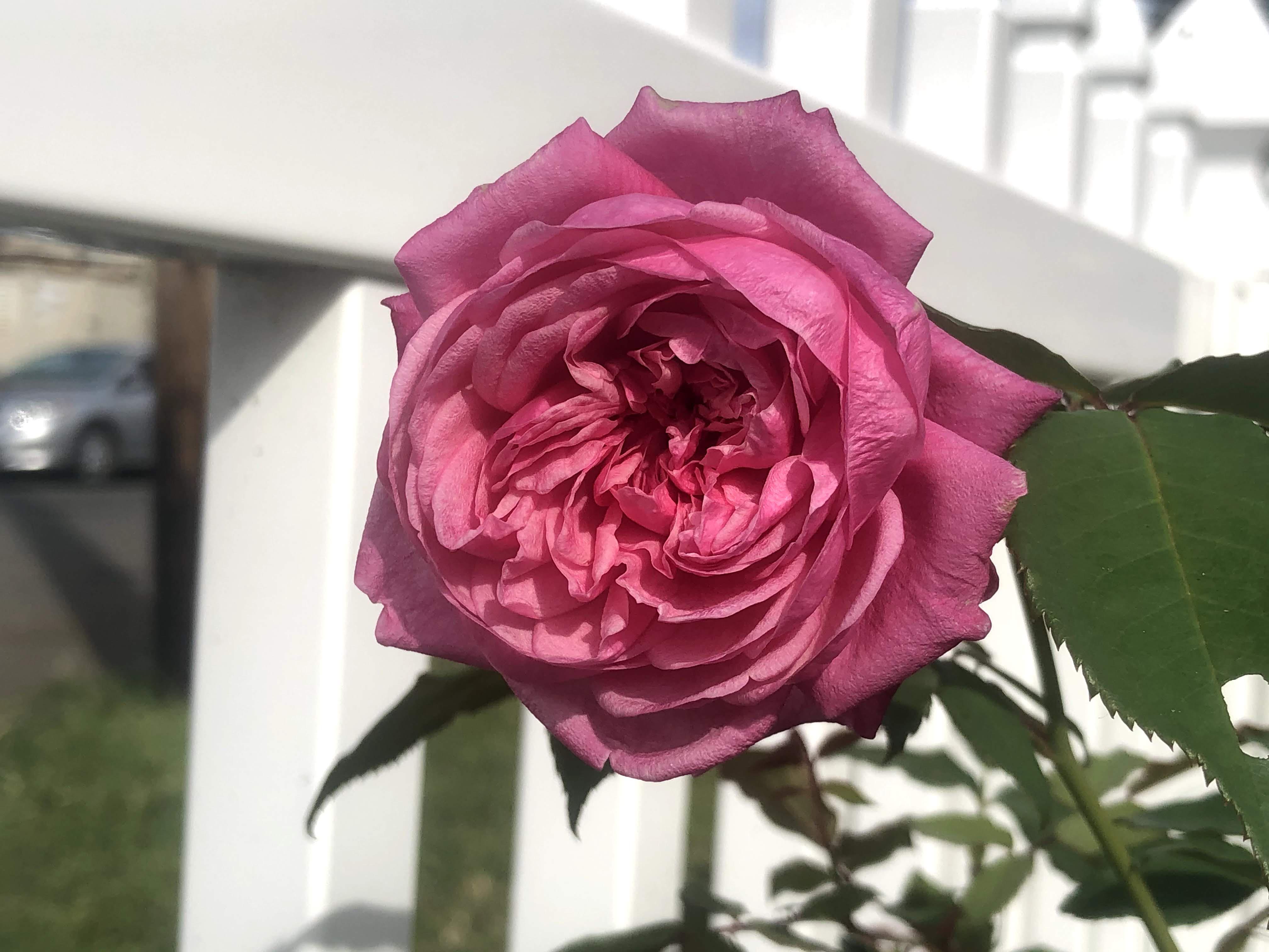 Mrs. B. R. Cant tea rose flower Roses