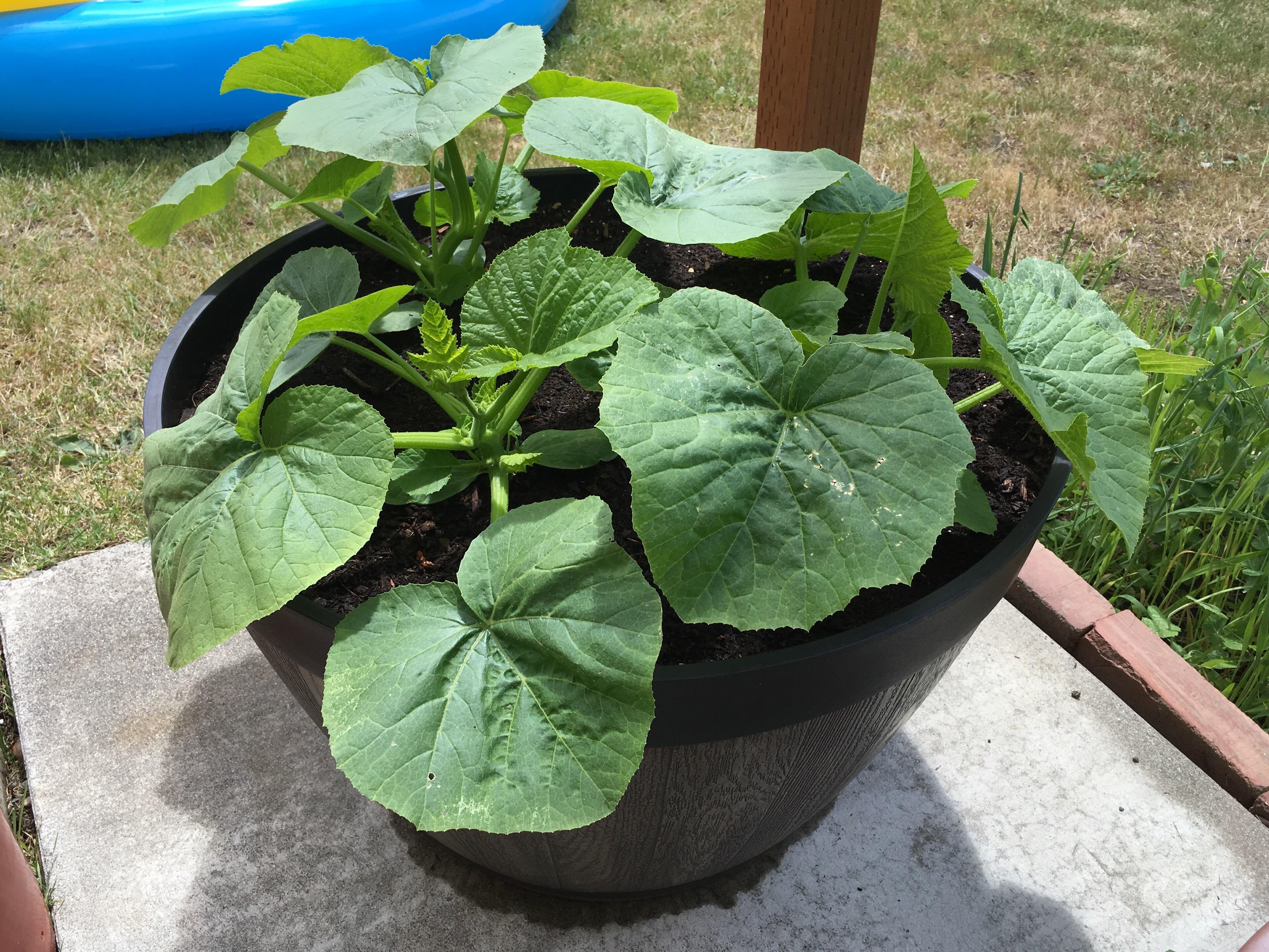 My sugar pie pumpkins are growing like crazy! Is there room to leave