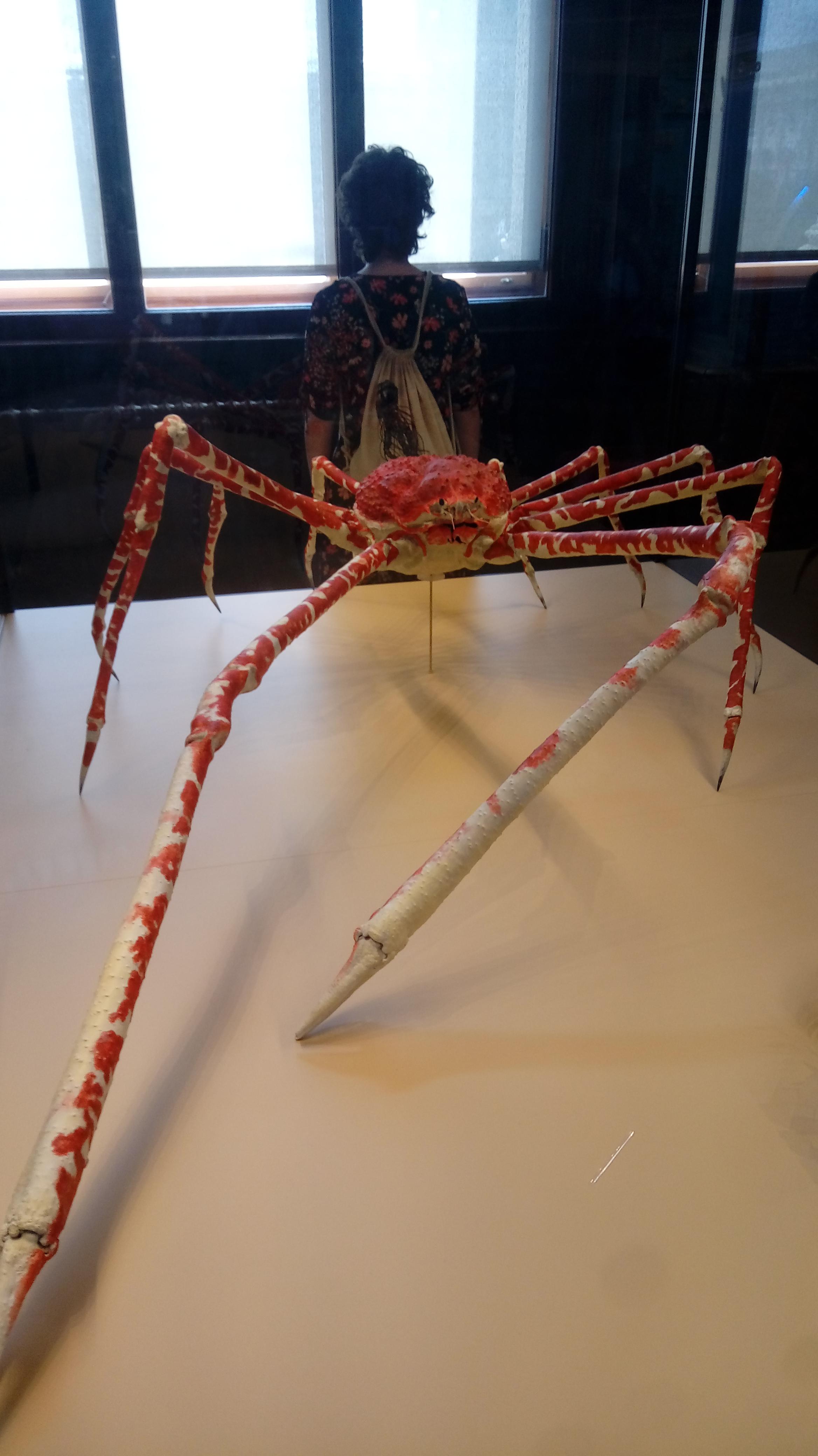 King Crab, Ruler of Crab Kingdom r/Sleepycabin