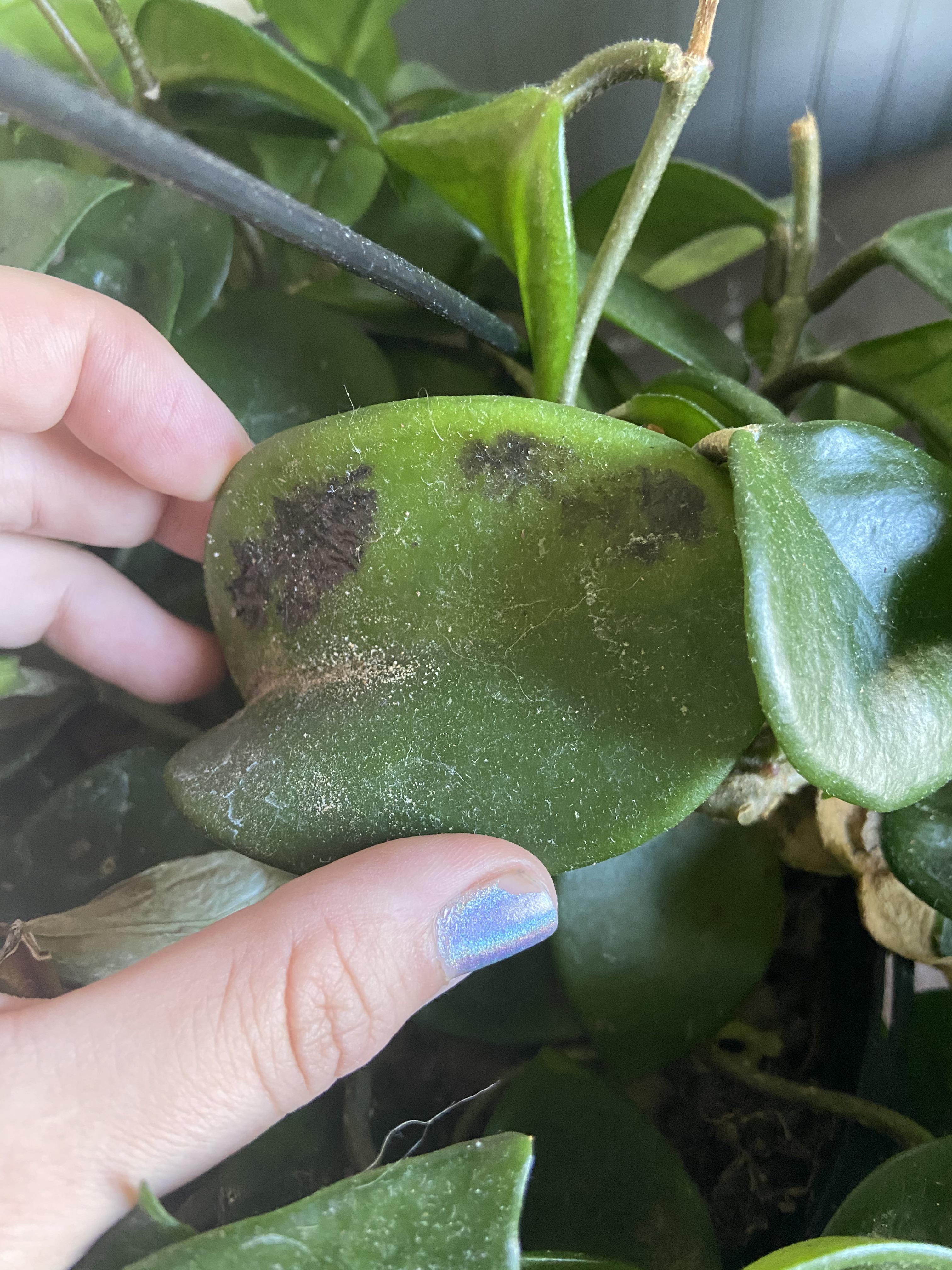 What is wrong with my Hoya? It’s still growing well but has these black