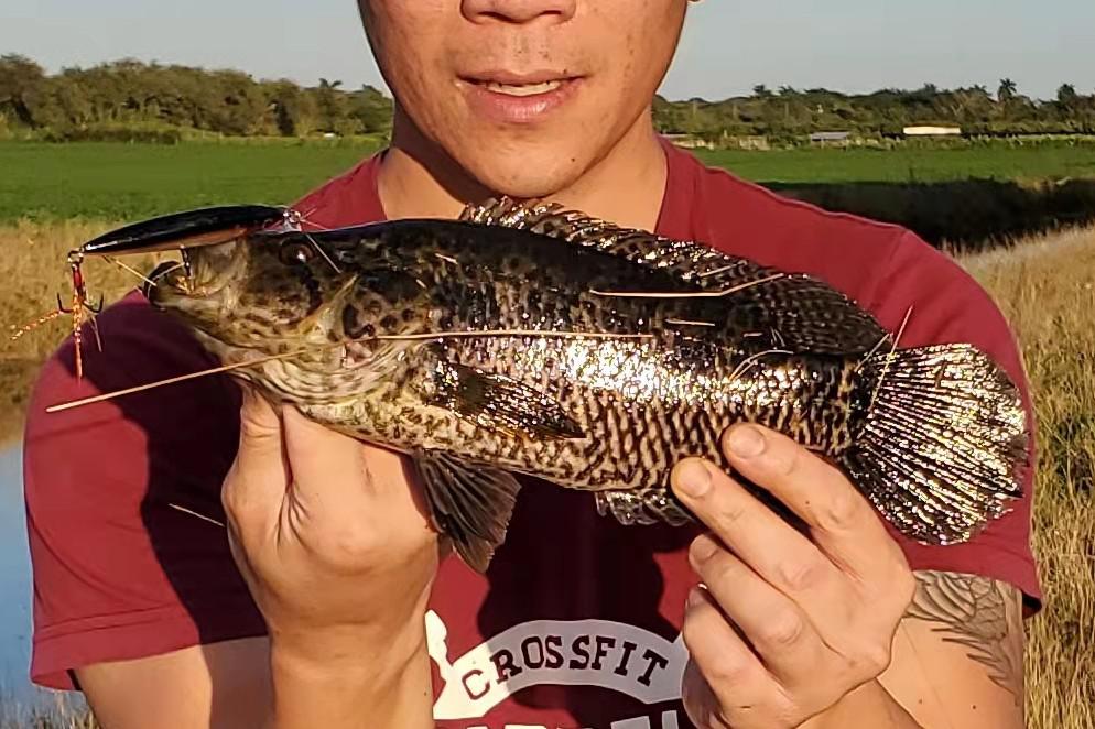 Name this fish, caught in South Florida canals, can't find anything
