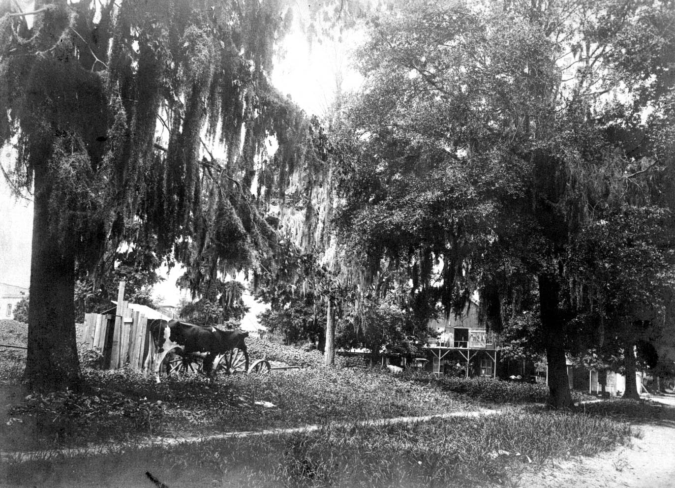 Adams Street prior to construction of post office. Ocala, Florida. 1908
