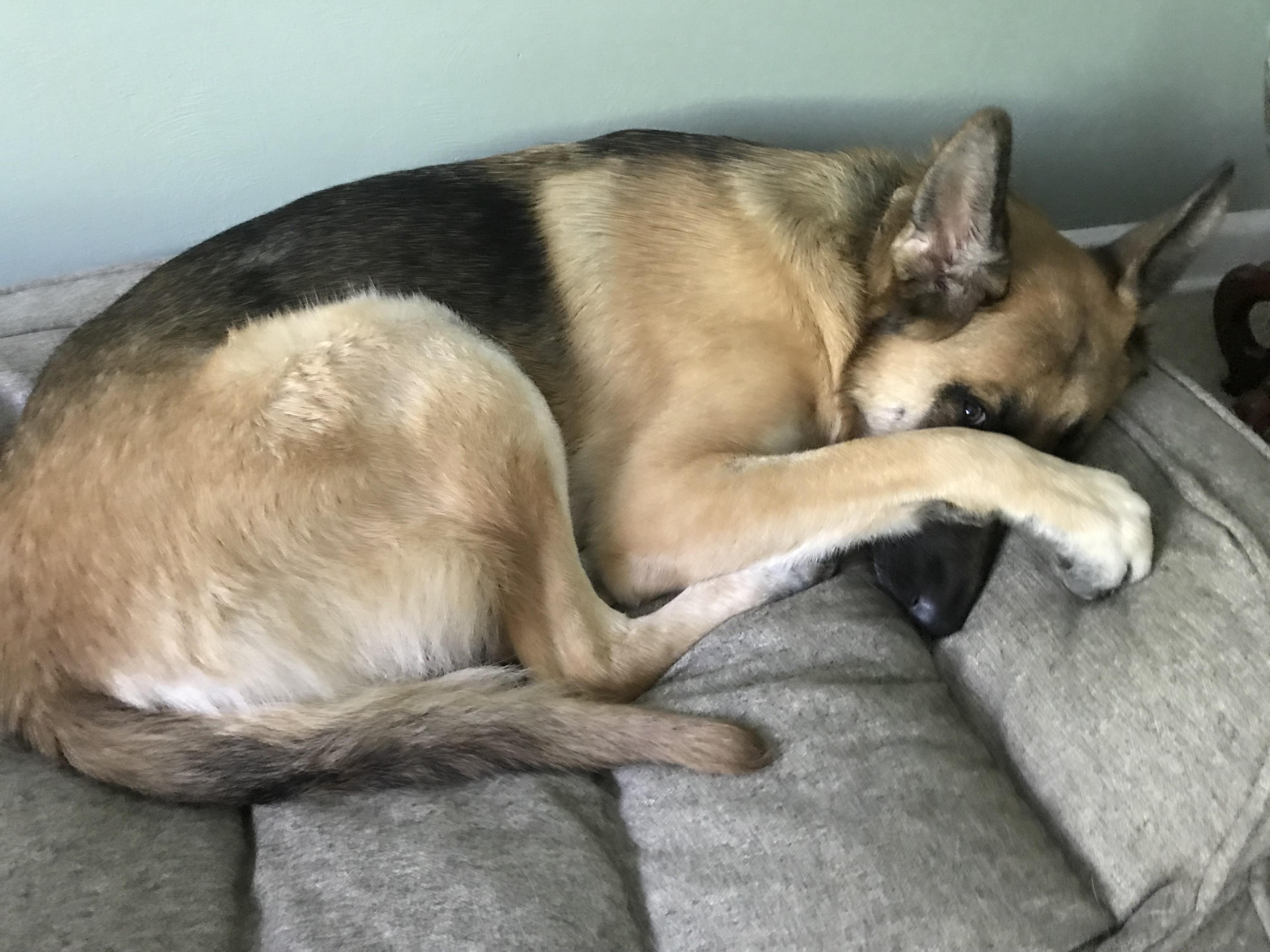 Got caught pretending to sleep. Is there a cuter pup? I don’t think so