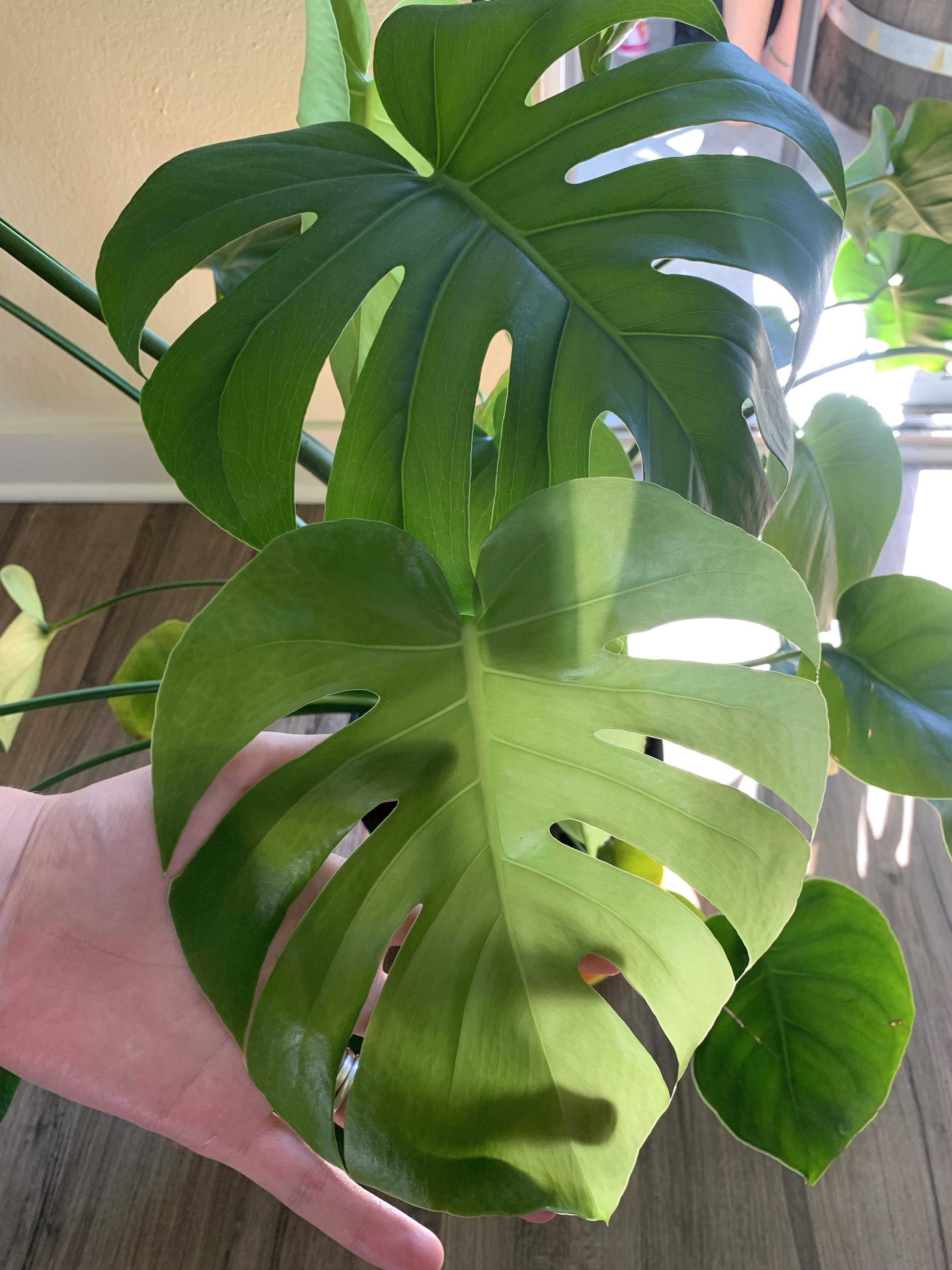 I need of good houseplant blogs/YouTubers (new leaf for