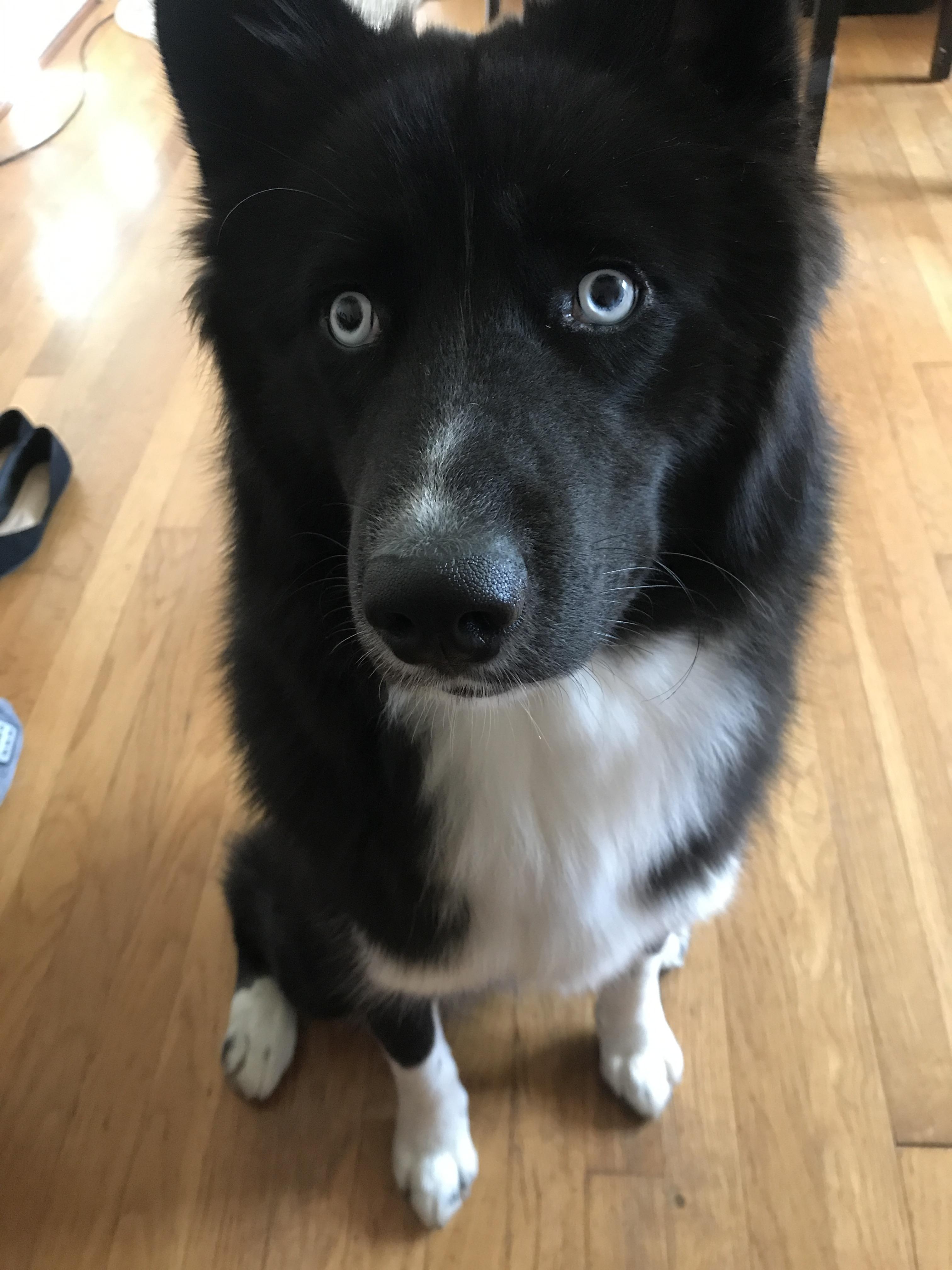I see you have food... I also like food. r/husky