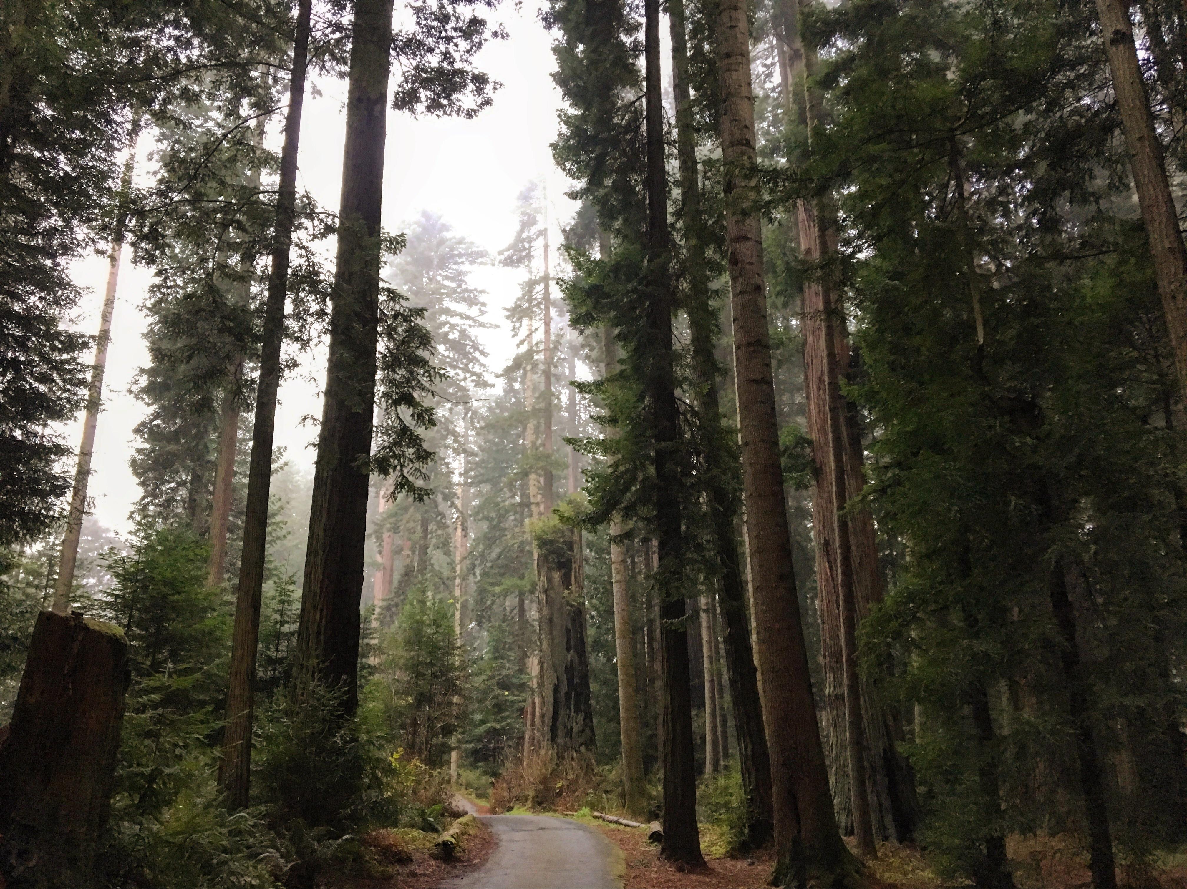 A misty walk among the giants. Sequoia Park, Eureka, California r/Outdoors