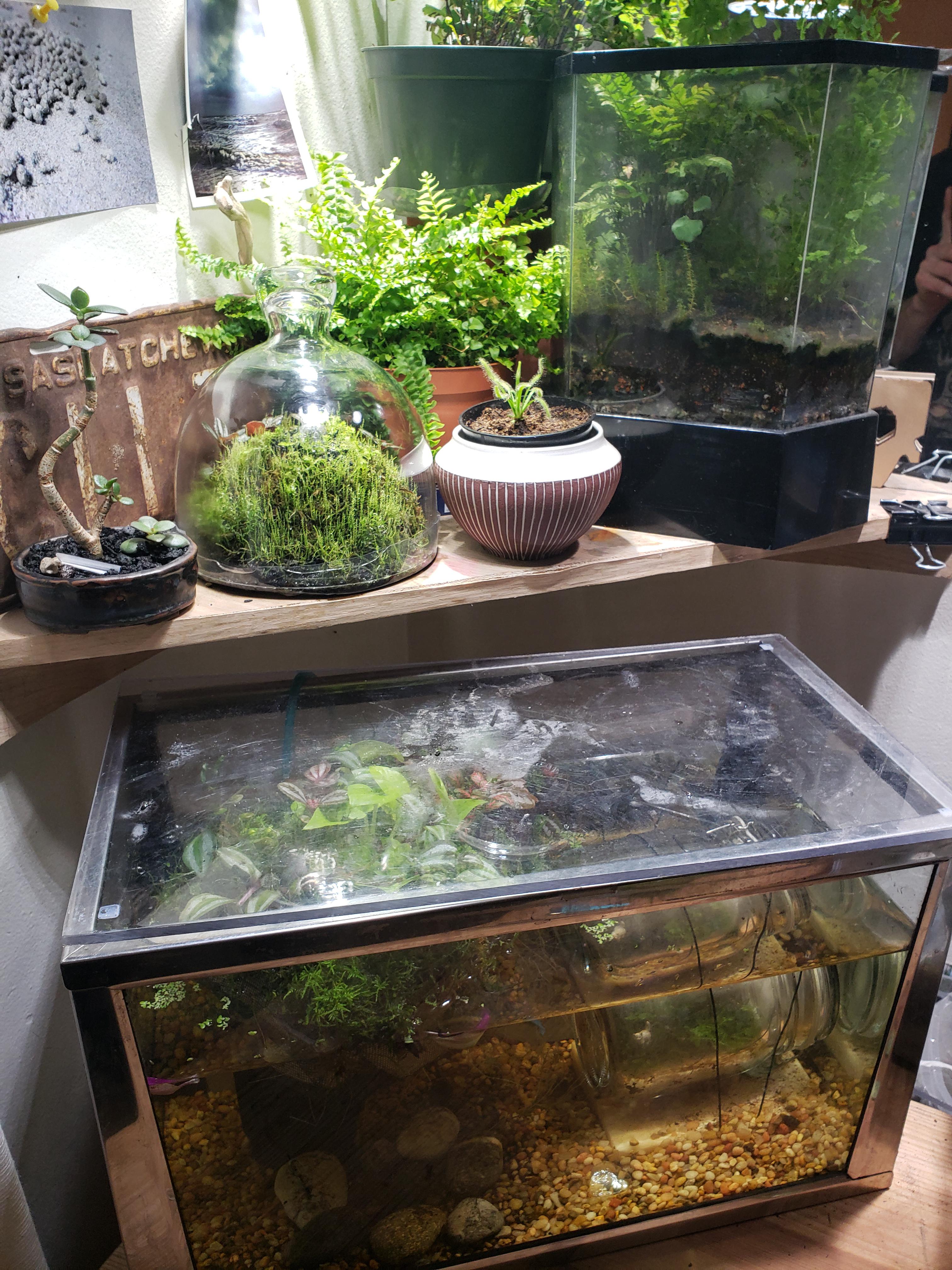 Hello, here are a few of my terrariums and such. Hello from Vancouver