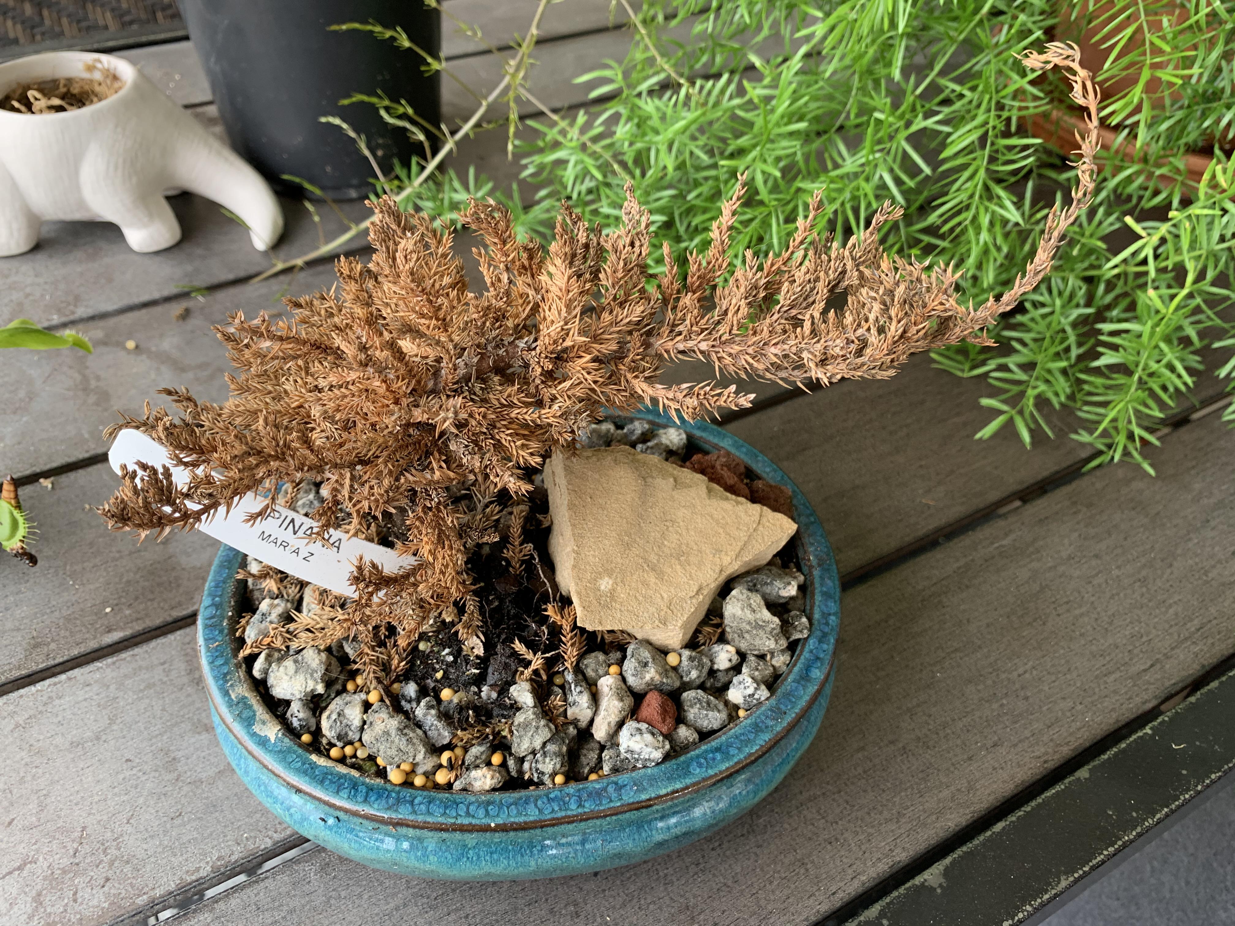 Juniper Bonsai I got for Christmas hasn’t turned back to green yet r